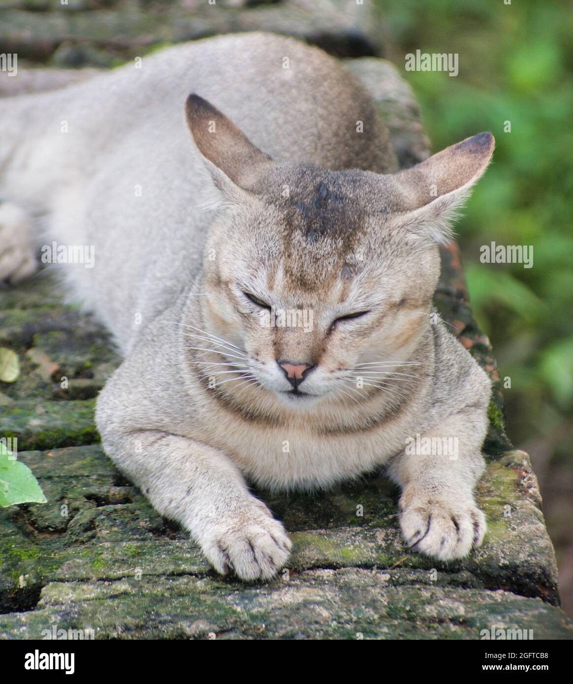 Schlafpositionen der Katze. Felis catus ist eine heimische Art von kleinen fleischfressenden Säugetieren. Stockfoto