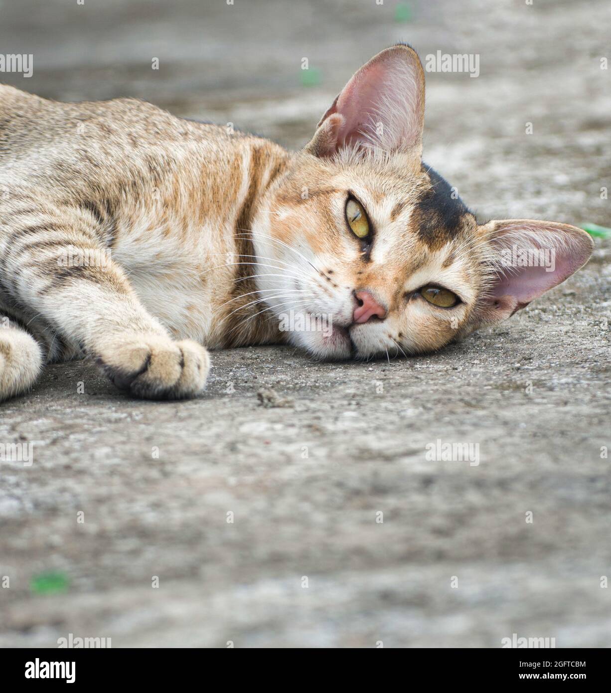 Katzen schlafen Positionen.Felis catus ist eine heimische Art von kleinen fleischfressenden Säugetieren. Stockfoto