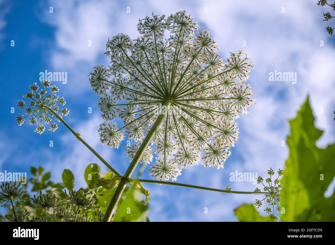Weißer, schirmähnlicher Blütenstand einer der vielen Arten des riesigen Heracleum oder Hogweed. Enthält hochgiftige Allergene, die für den Menschen gefährlich sind Stockfoto