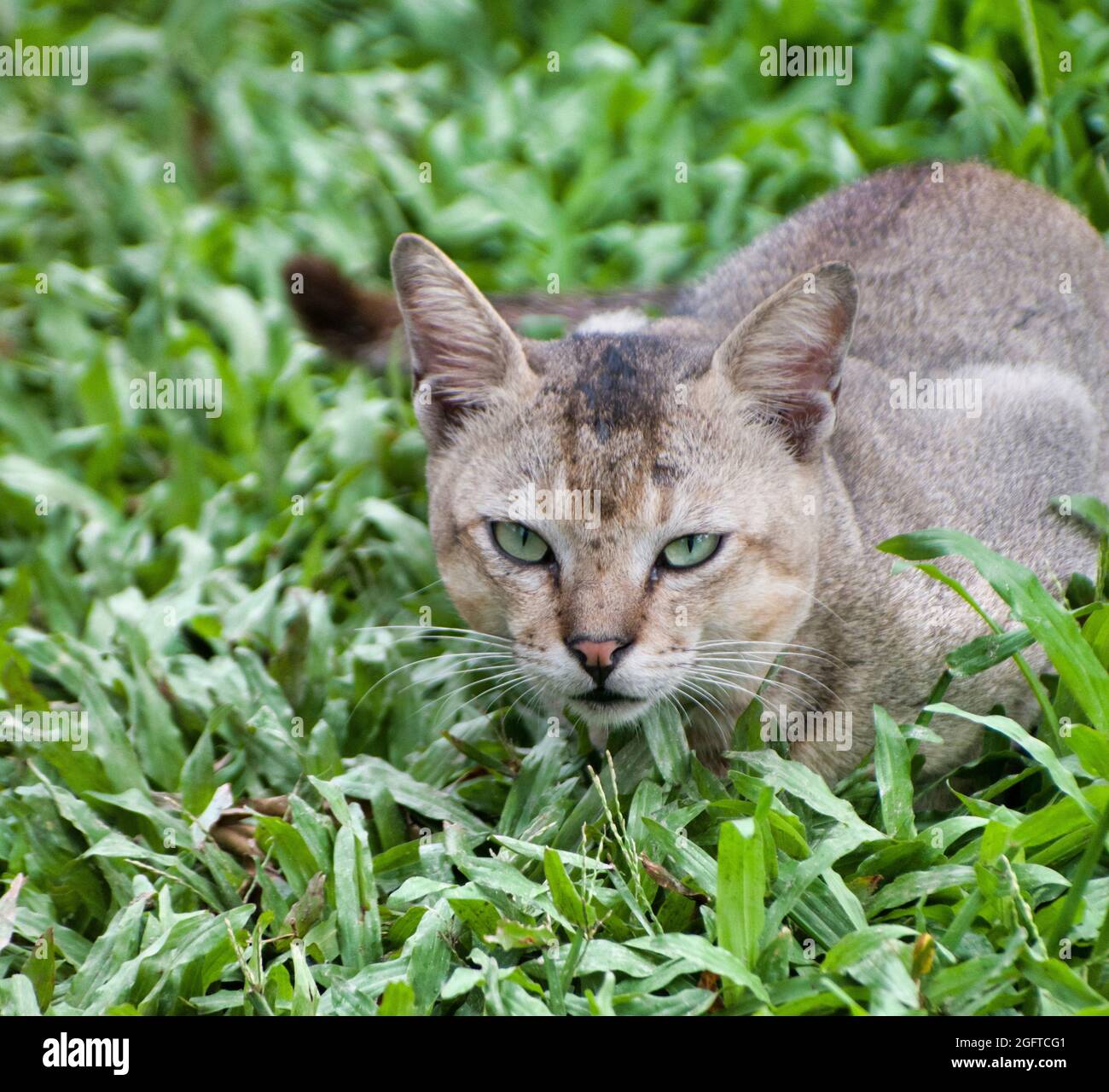 Ruhepositionen der Katze. Felis catus ist eine heimische Art von kleinen fleischfressenden Säugetieren. Stockfoto