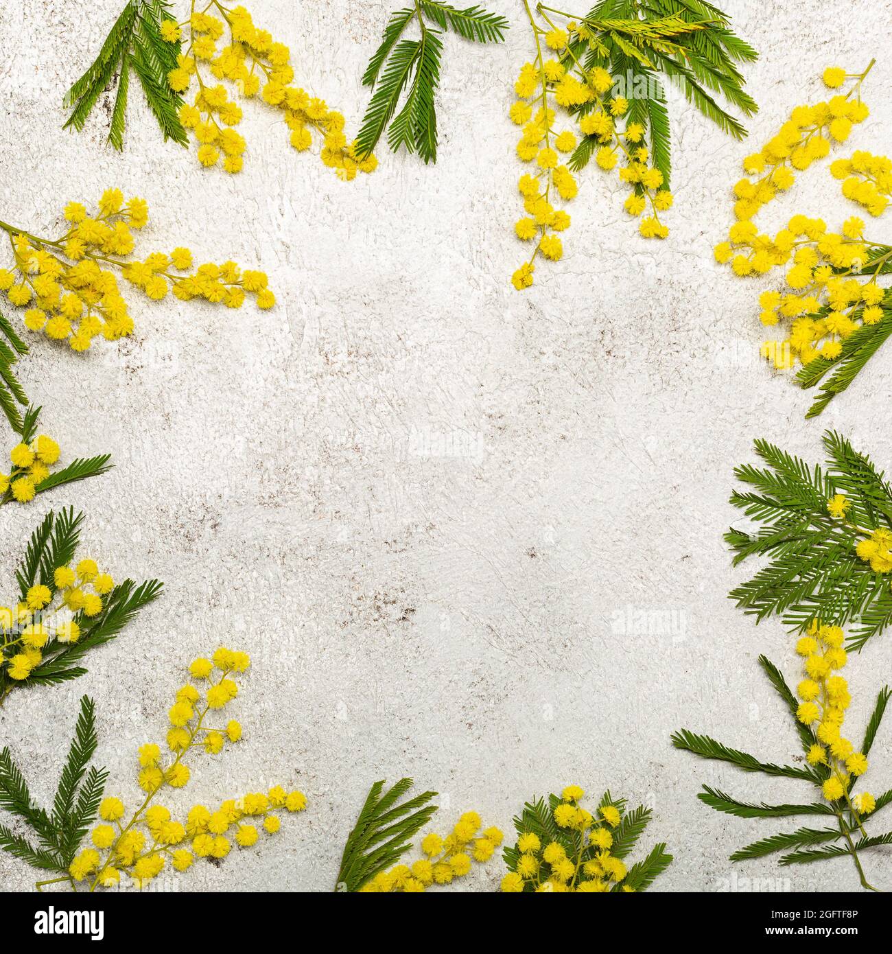 Mimosa frische Blumen auf ultimativem Grau mit Kopierraum Stockfoto