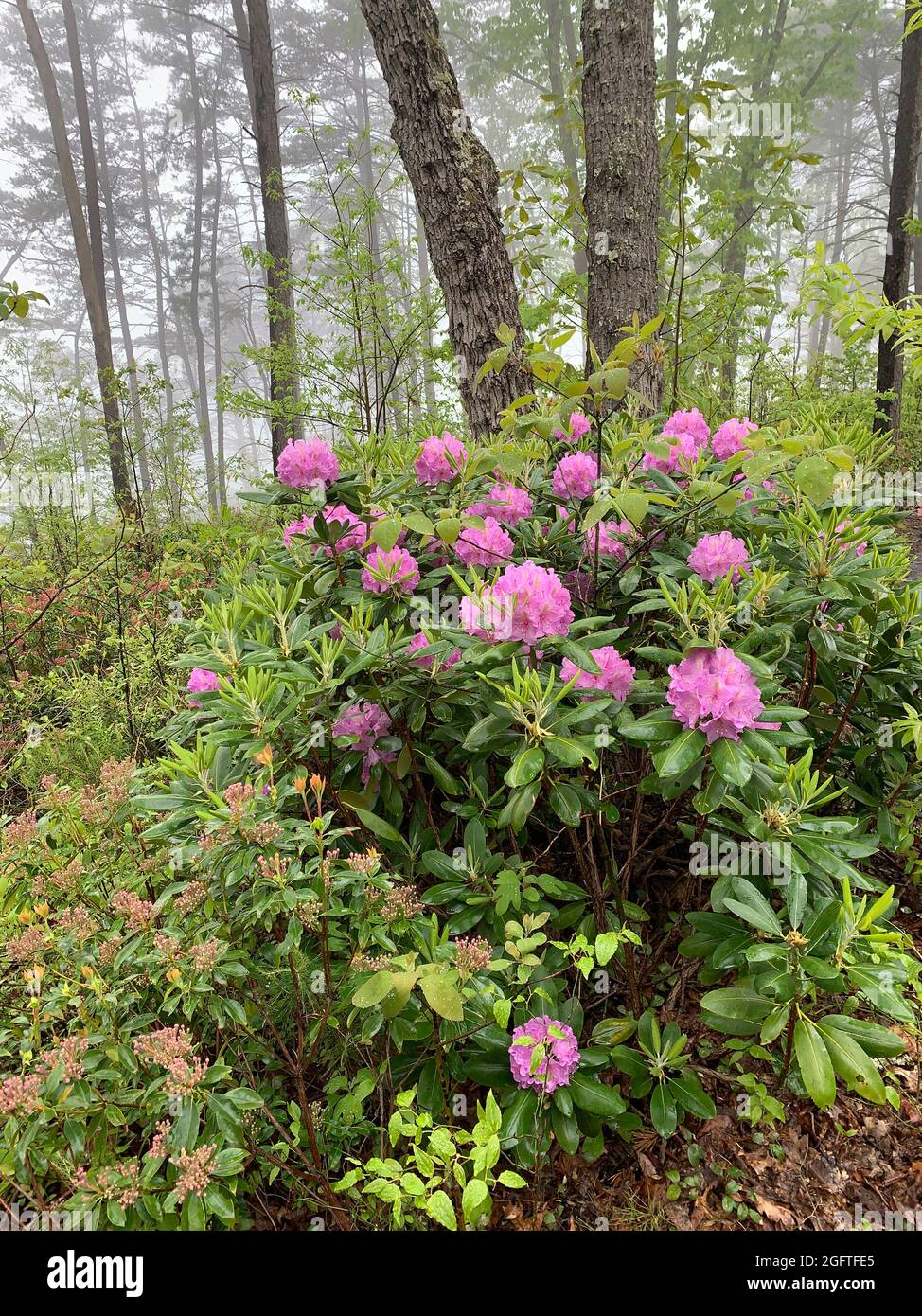 West Virginia, New River Gorge National Park. Rhododendron auf dem Endless Wall Trail. Stockfoto