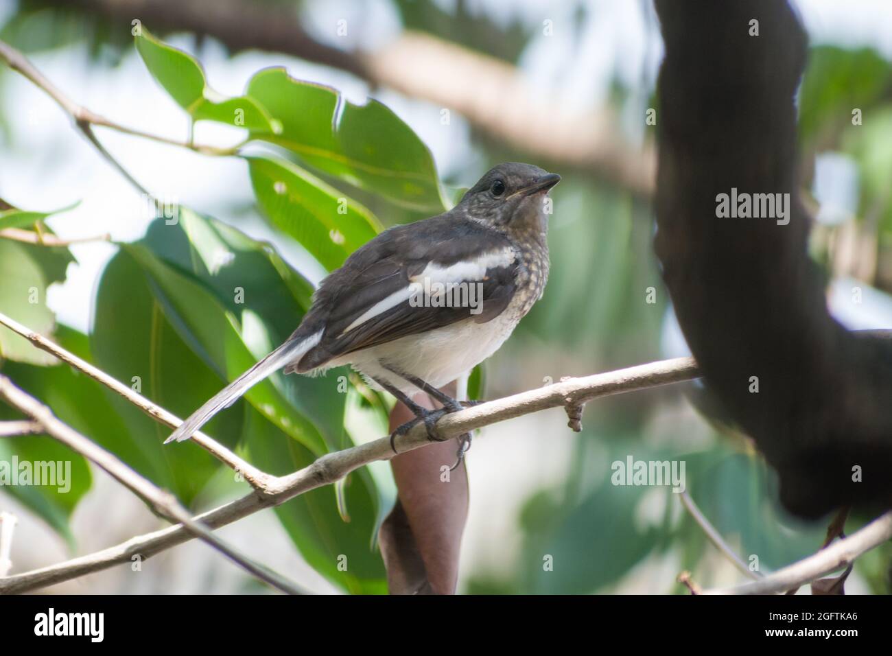 Ein orientalischer Magpie Robin, der auf einem Ast auf einem Baum in Mumbai, Indien, sitzt Stockfoto