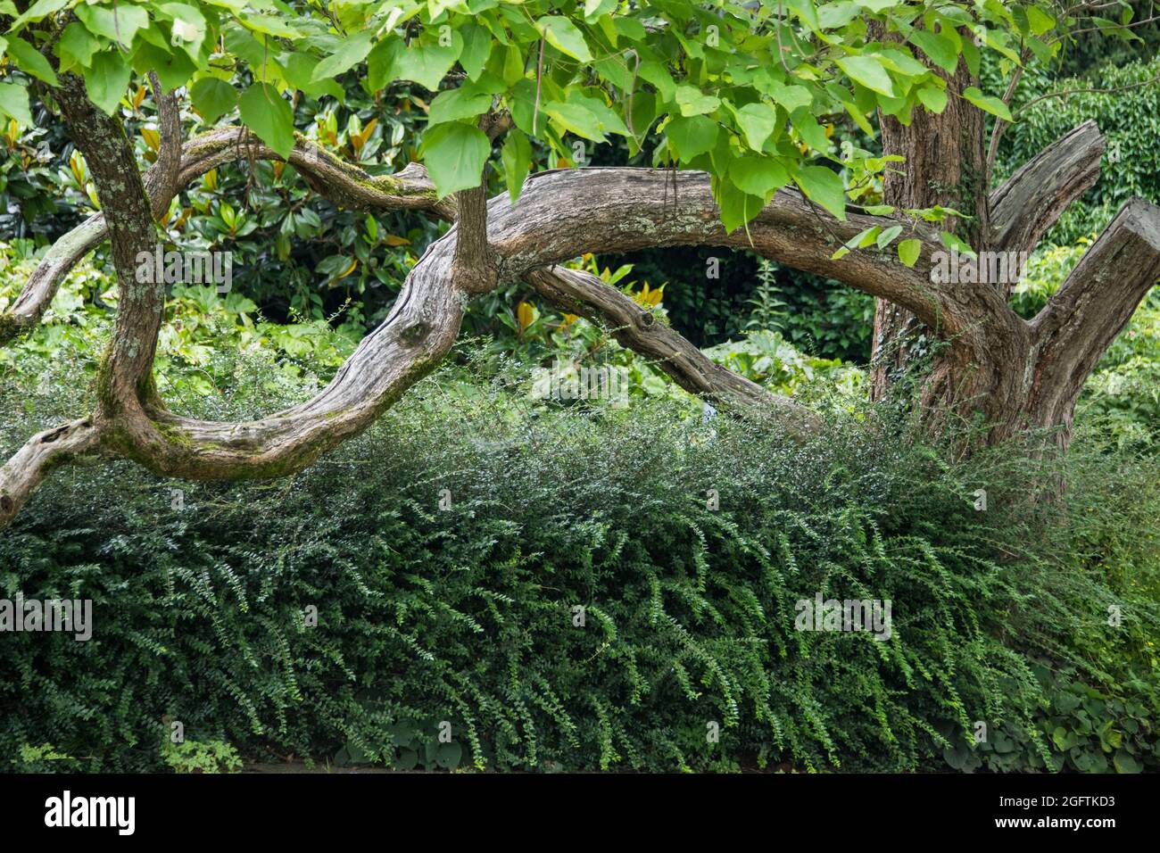 Blick auf Baumstämme mit schönen Formen zwischen der grünen Natur im Sommer Stockfoto