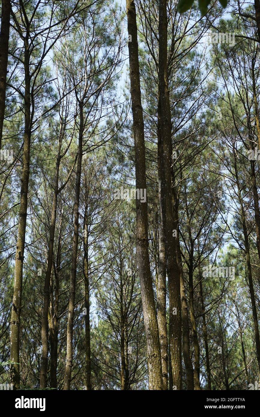 Drei Mädchen schießen von hinten in Pinus Penger, Yogyakarta Stockfoto