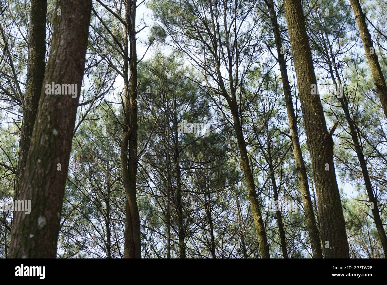 Drei Mädchen schießen von hinten in Pinus Penger, Yogyakarta Stockfoto