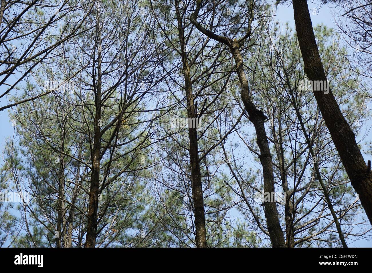 Drei Mädchen schießen von hinten in Pinus Penger, Yogyakarta Stockfoto