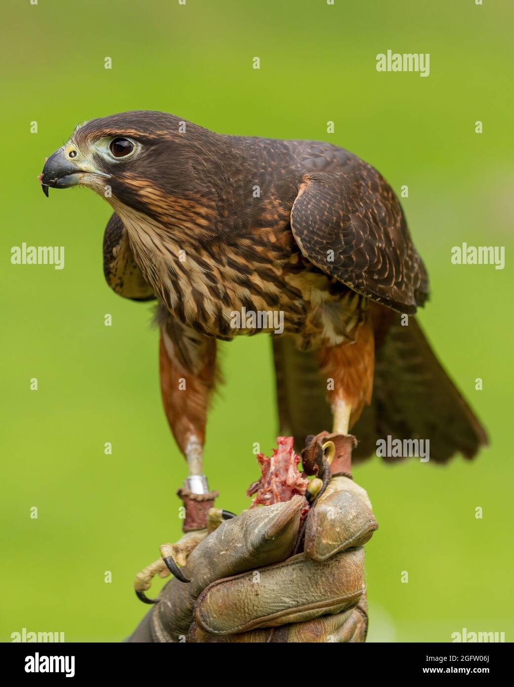 Ein neuseeländischer Falke (Falco novaeseelandiae), der aus einem Falknerhandschuh isst Stockfoto