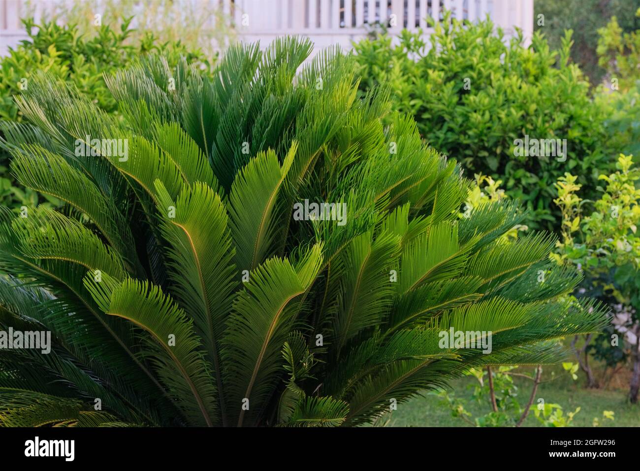 Cycas Revoluta. Grüne Palme an der Küste. Leuchtend grüne Palmblätter bei Sonnenlicht Tag. Erholung, Urlaub und Tourismus an sonniger Küste. Stockfoto