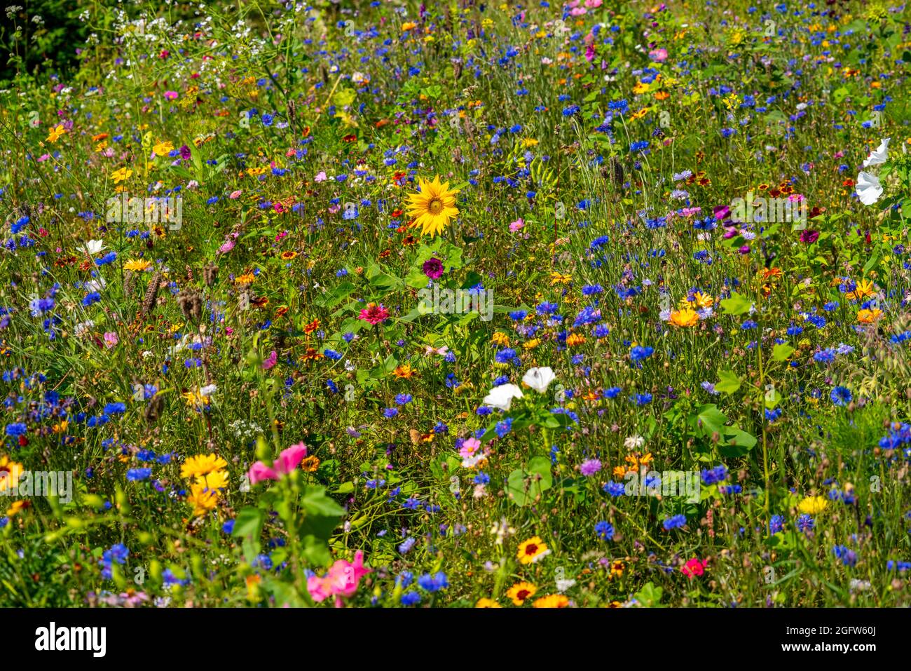 Wildblumenwiese, viele verscheidene Blumen und Pflanzen, wichtiges Biotop für Insekten, Stockfoto