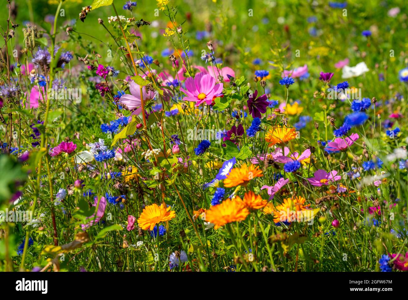 Wildblumenwiese, viele verschiedene Blumen und Pflanzen, wichtiges Biotop für Insekten, Stockfoto