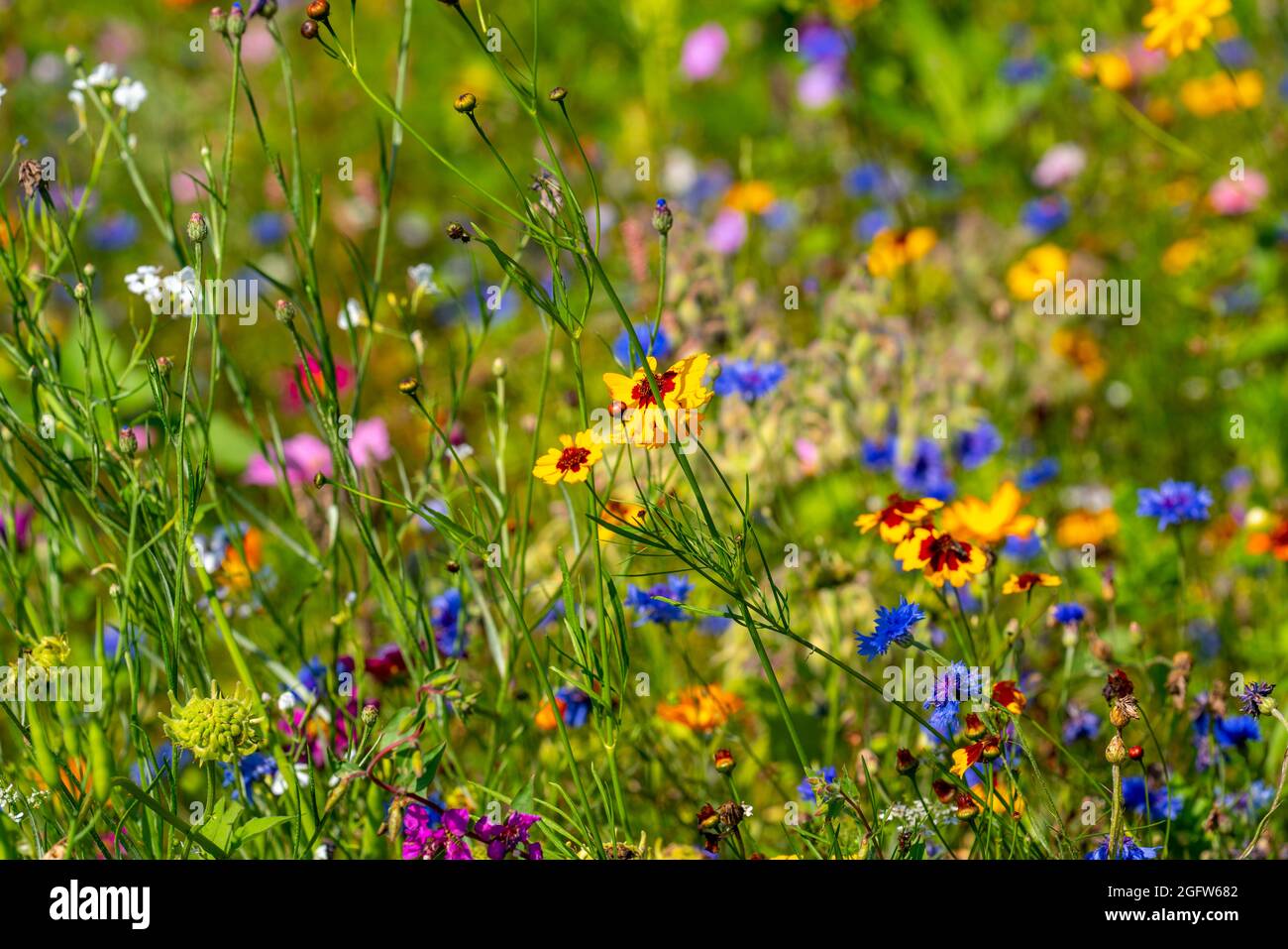 Wildblumenwiese, viele verschiedene Blumen und Pflanzen, wichtiges Biotop für Insekten, Stockfoto