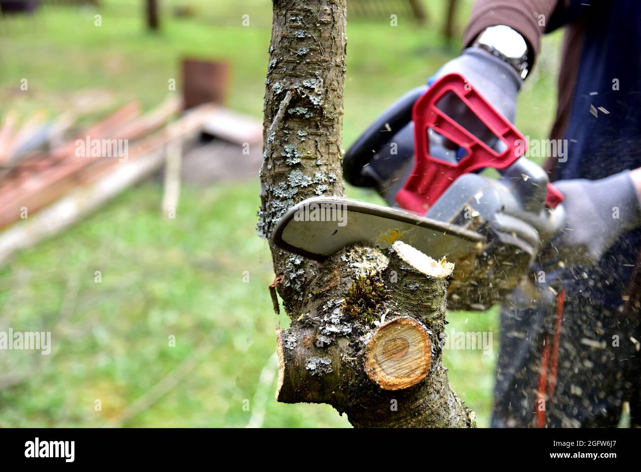 Der professionelle Gärtner schneidet Äste auf einem alten Baum mit einer Kettensäge. Bäume mit Kettensäge im Hinterhof zu beschneiden. Brennholz im Dorf schneiden. Stockfoto