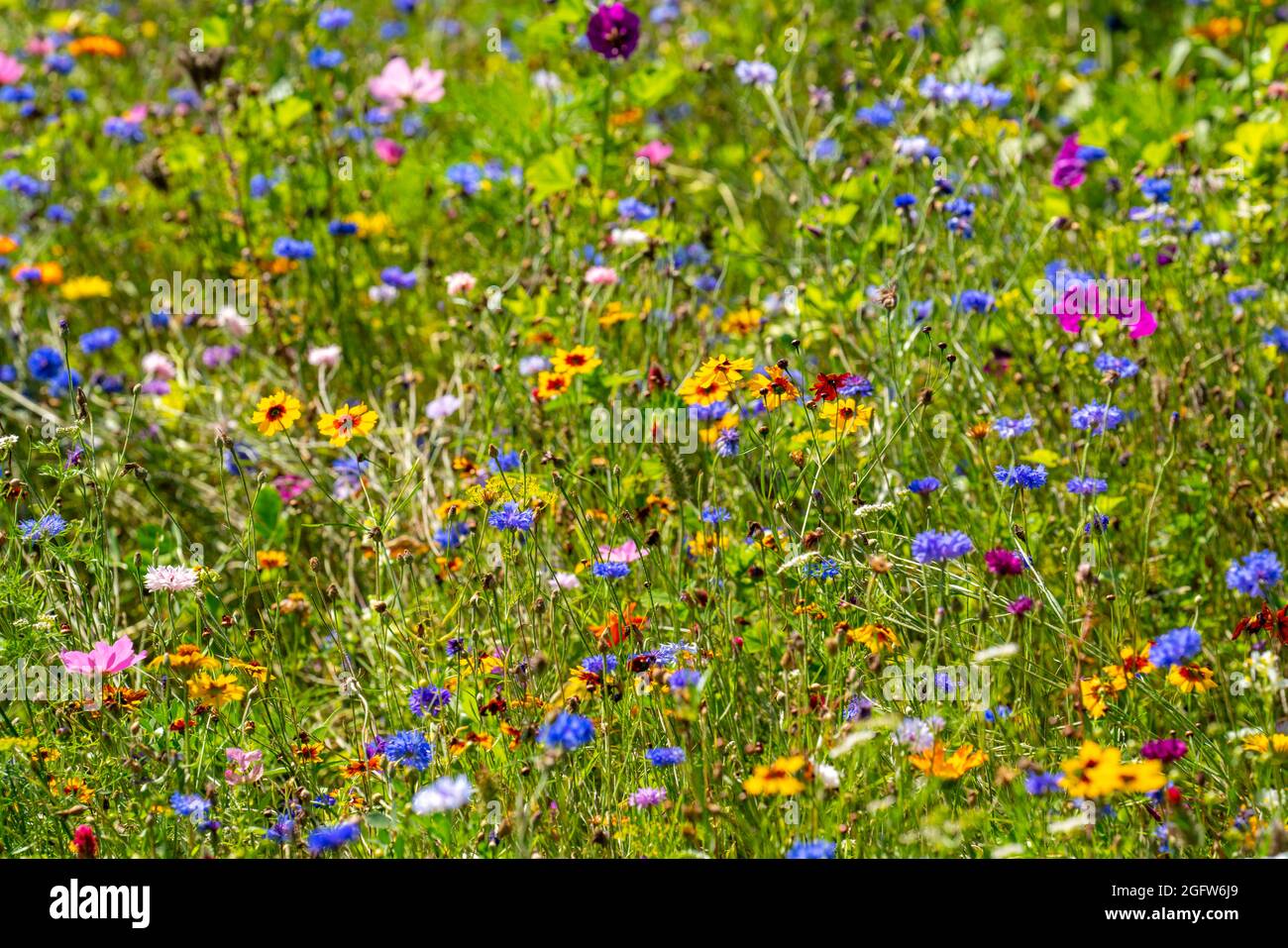 Wildblumenwiese, viele verscheidene Blumen und Pflanzen, wichtiges Biotop für Insekten, Stockfoto