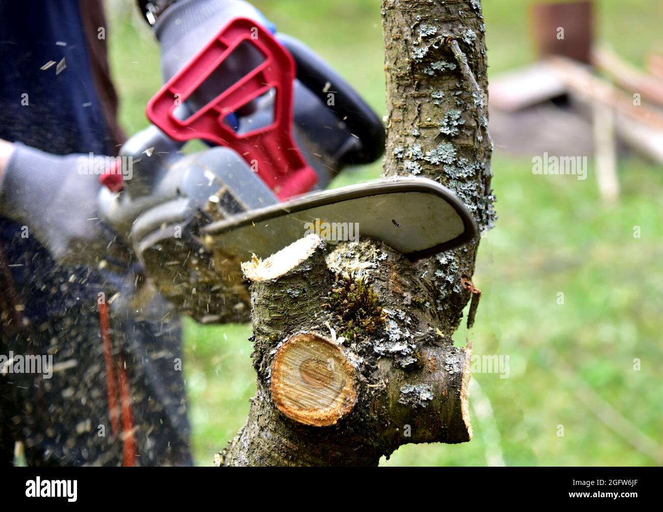 Der professionelle Gärtner schneidet Äste auf einem alten Baum mit einer Kettensäge. Bäume mit Kettensäge im Hinterhof zu beschneiden. Brennholz im Dorf schneiden. Stockfoto