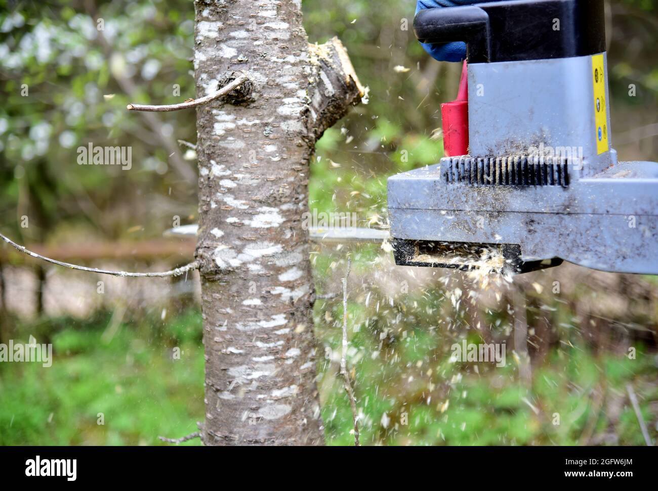 Der professionelle Gärtner schneidet Äste auf einem alten Baum mit einer Kettensäge. Bäume mit Kettensäge im Hinterhof zu beschneiden. Brennholz im Dorf schneiden. Stockfoto