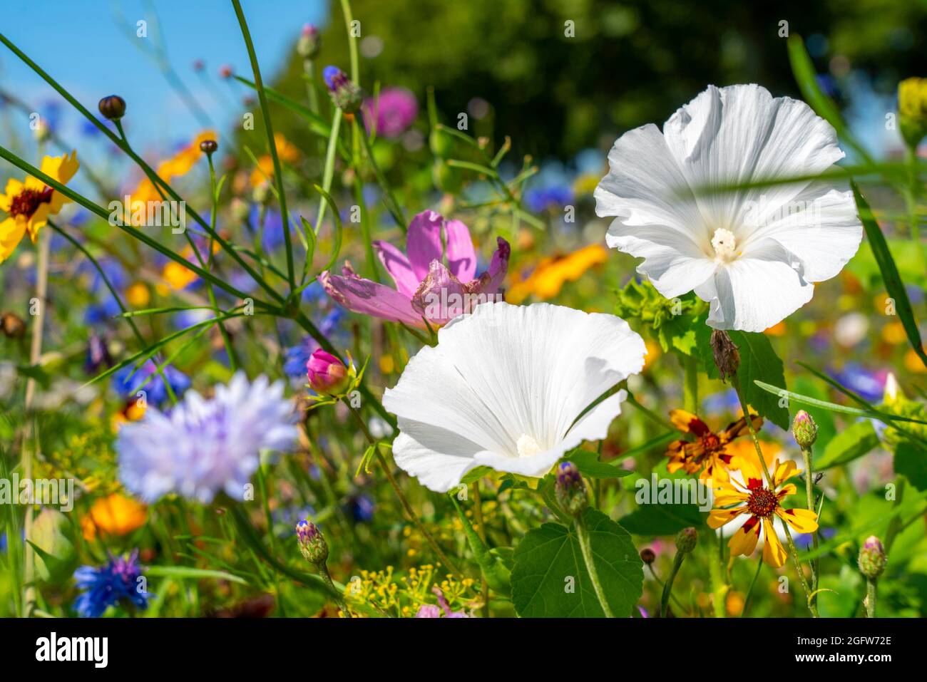 Wildblumenwiese, viele verschiedene Blumen und Pflanzen, wichtiges Biotop für Insekten, Stockfoto