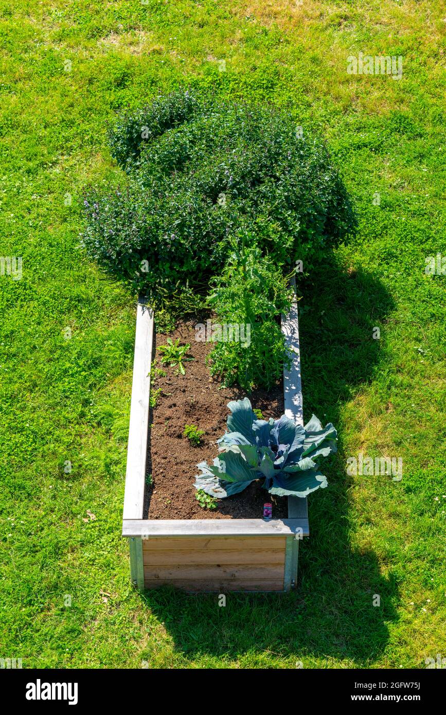 Hochbetten, mit verschiedenen Zierpflanzen und Nutzpflanzen, Stockfoto