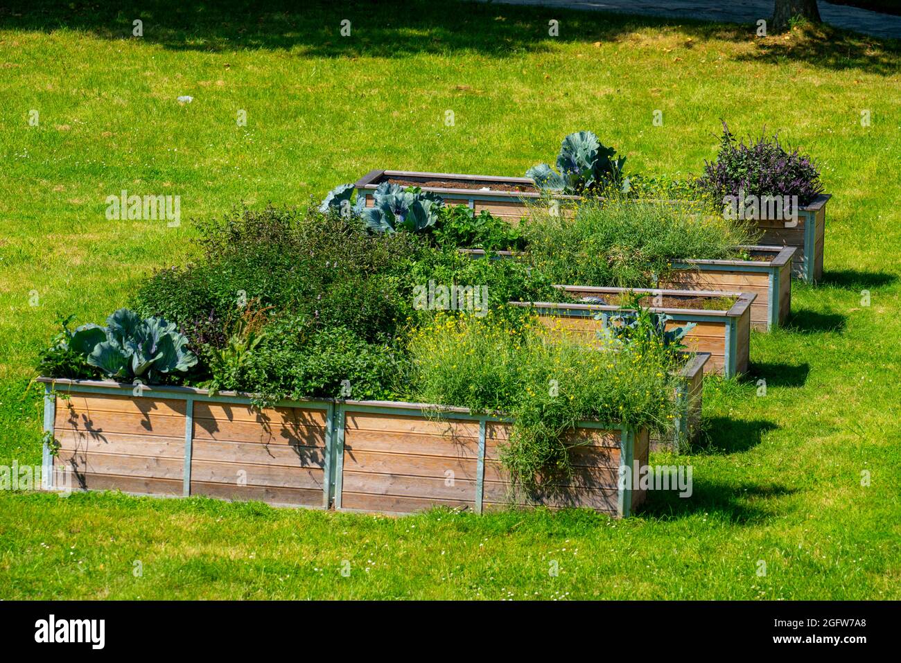 Hochbetten, mit verschiedenen Zierpflanzen und Nutzpflanzen, Stockfoto