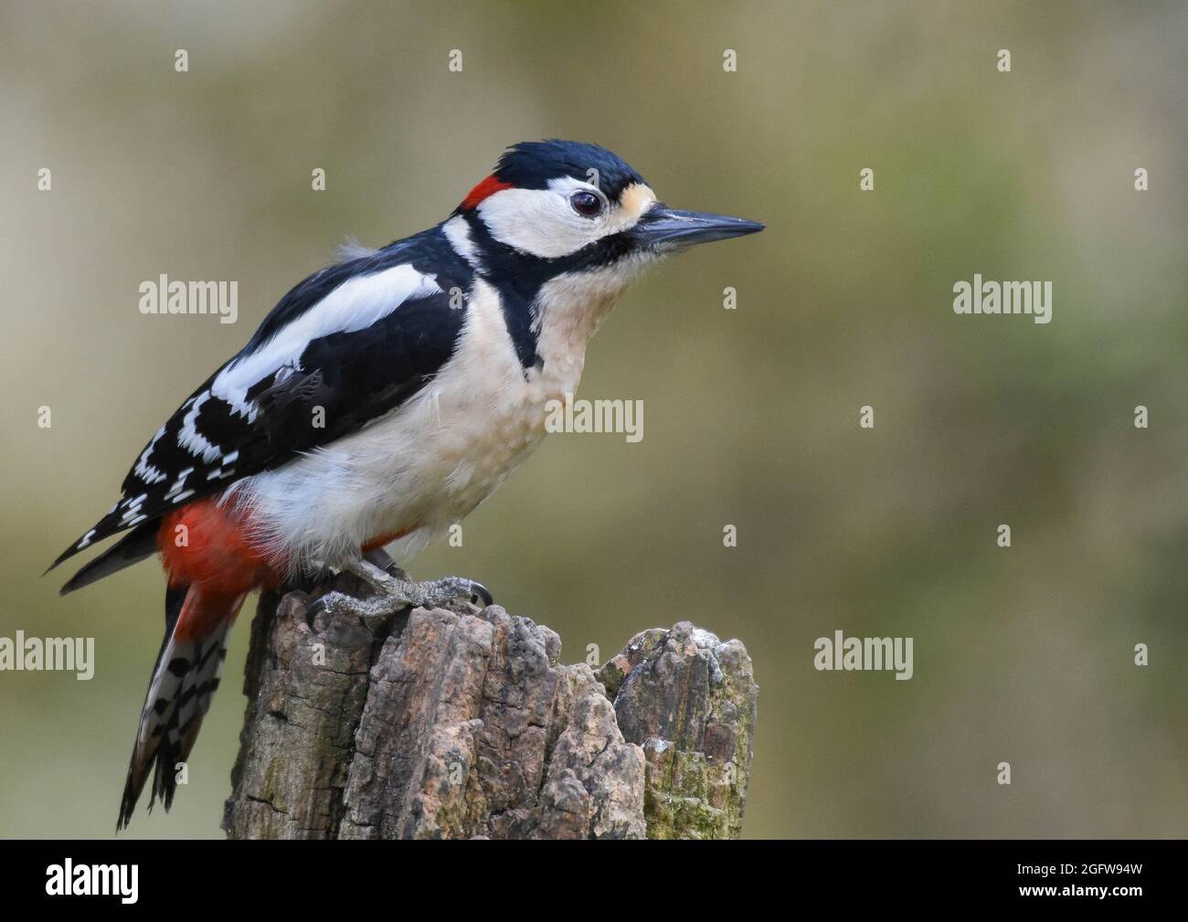 Männlicher Buntspecht. Dendrocopos major. Low Barnes Nature Reserve, Durham. Durham Wildlife Trust. Stockfoto