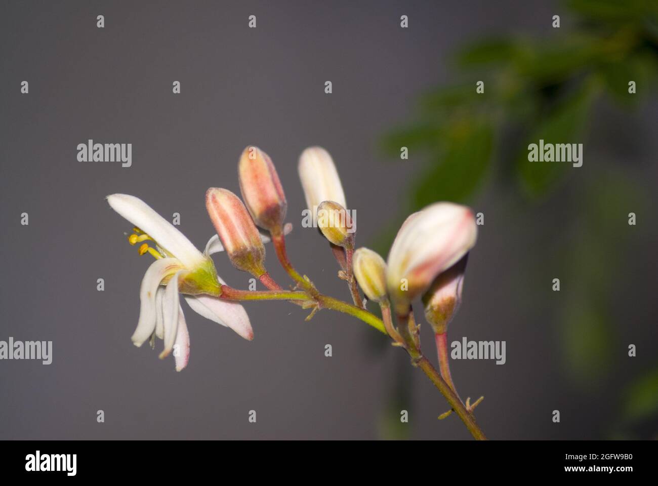 Moringa Blüten auf Baum, Moringa oleifera Stockfoto