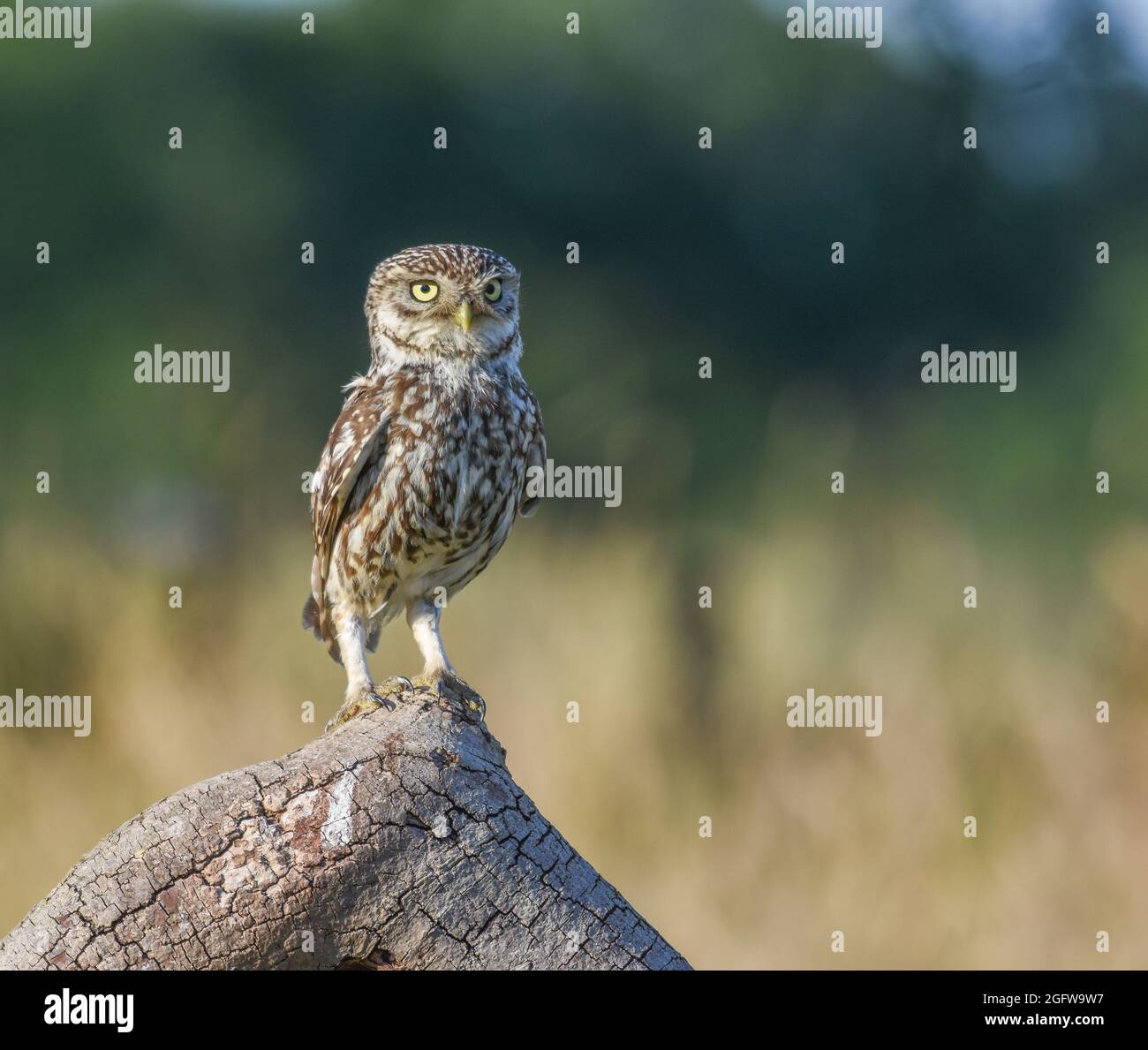 Kleine Eule In Der Nähe. Athene noctua. Selby North Yorshire Stockfoto