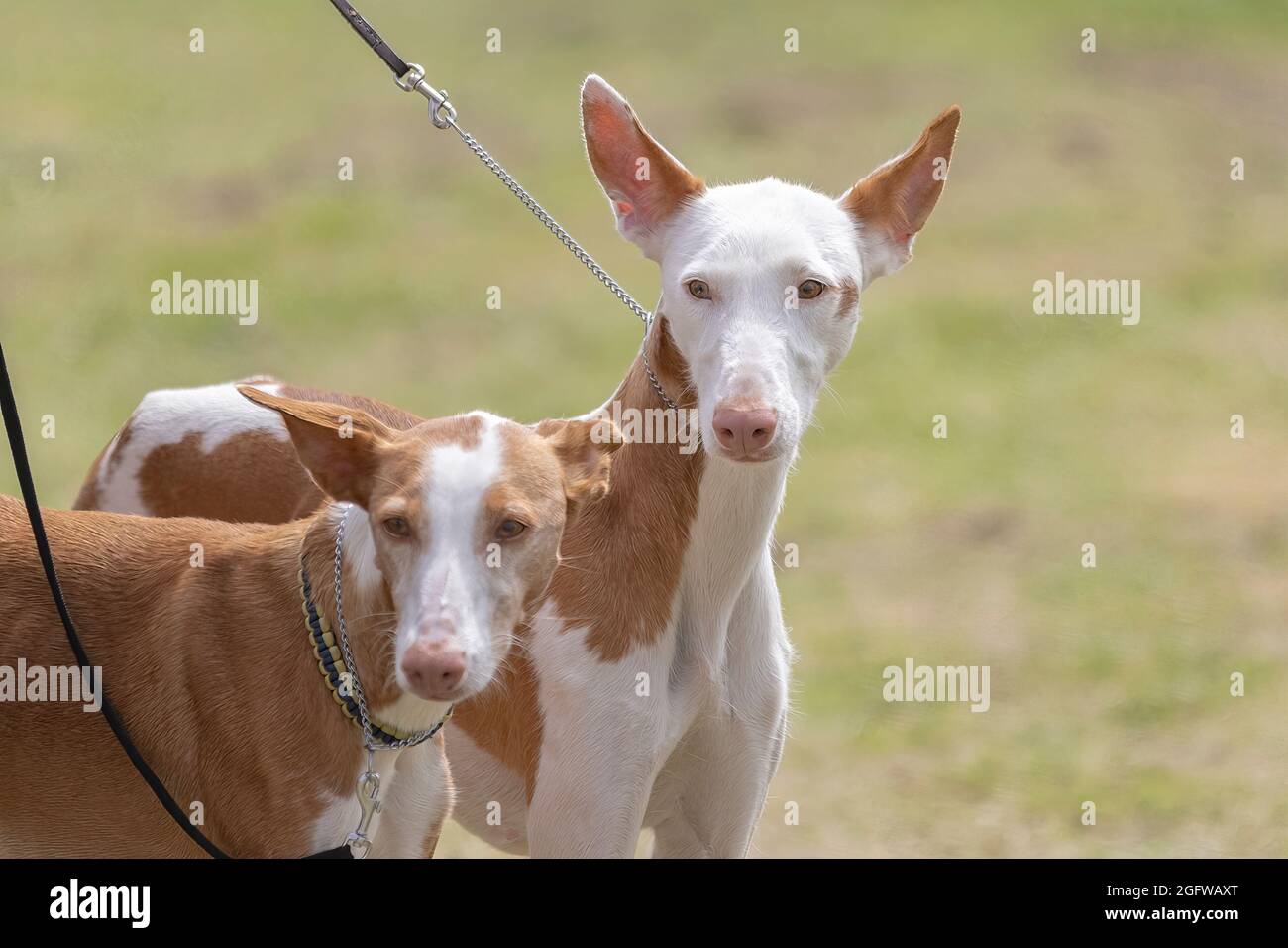 Zwei Ibizanische Hunde Stockfoto