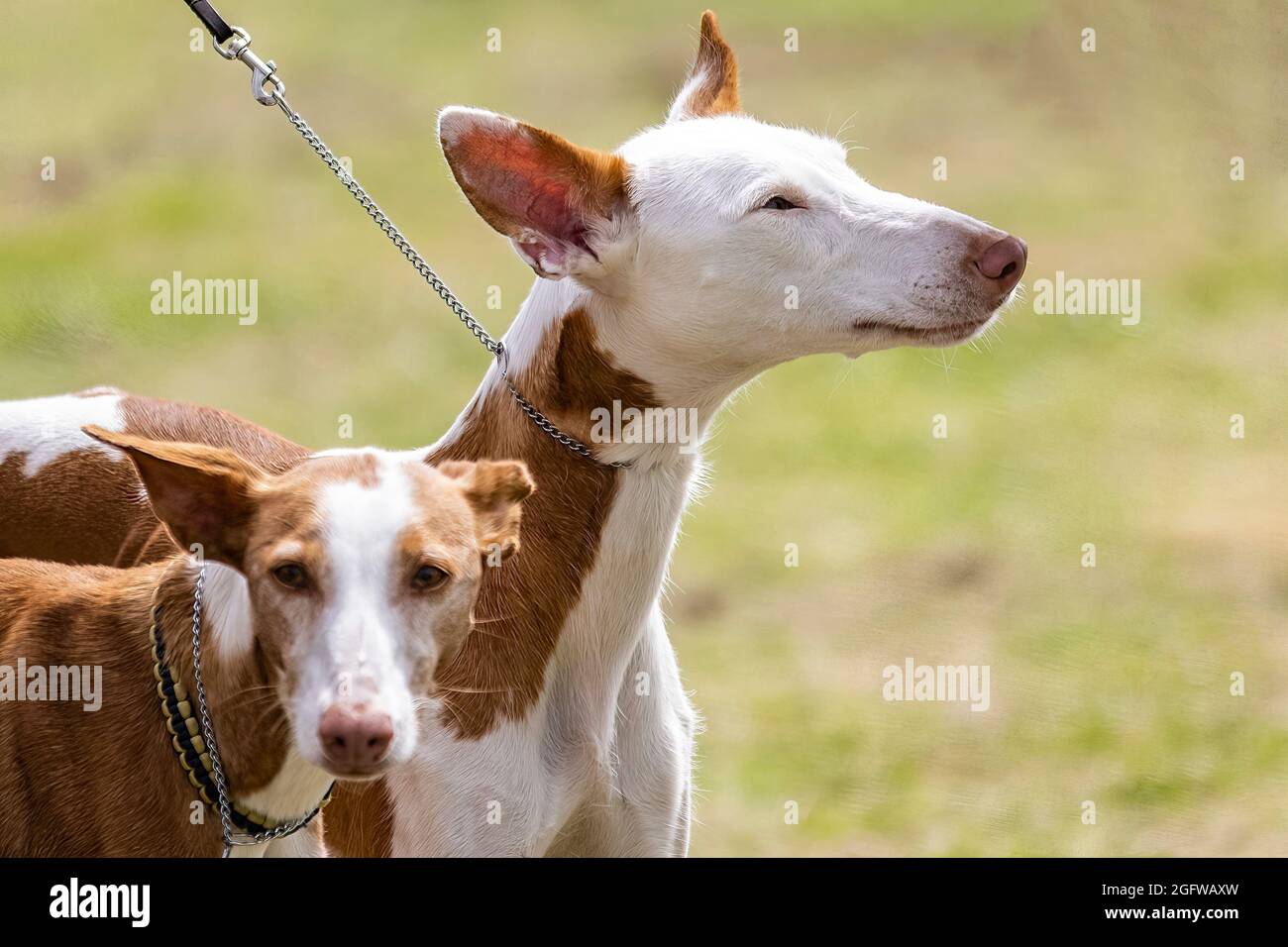 Zwei Ibizanische Hunde Stockfoto