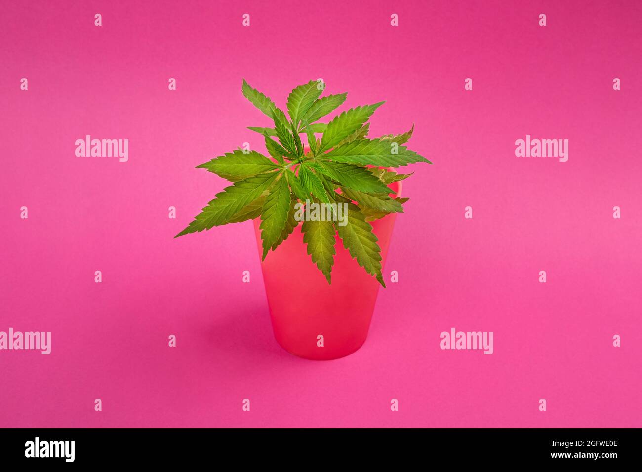 Miniatur-Marihuana-Pflanze auf rosa Hintergrund, Cannabis-Klon im Topf. Stockfoto
