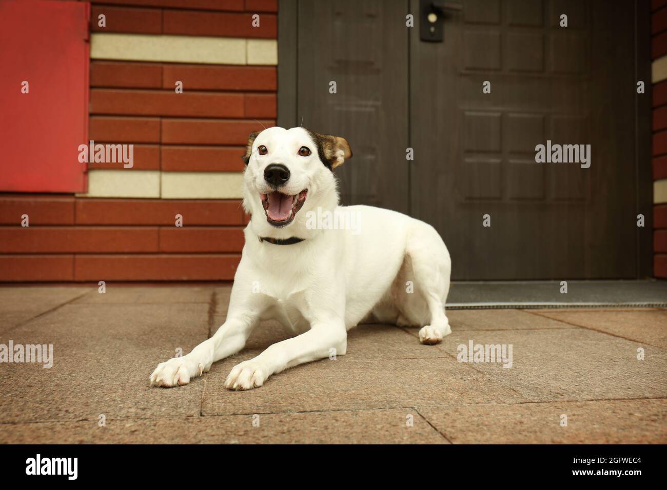 Andalusische ratonero Hund im Freien in der Nähe der Tür Stockfotografie -  Alamy
