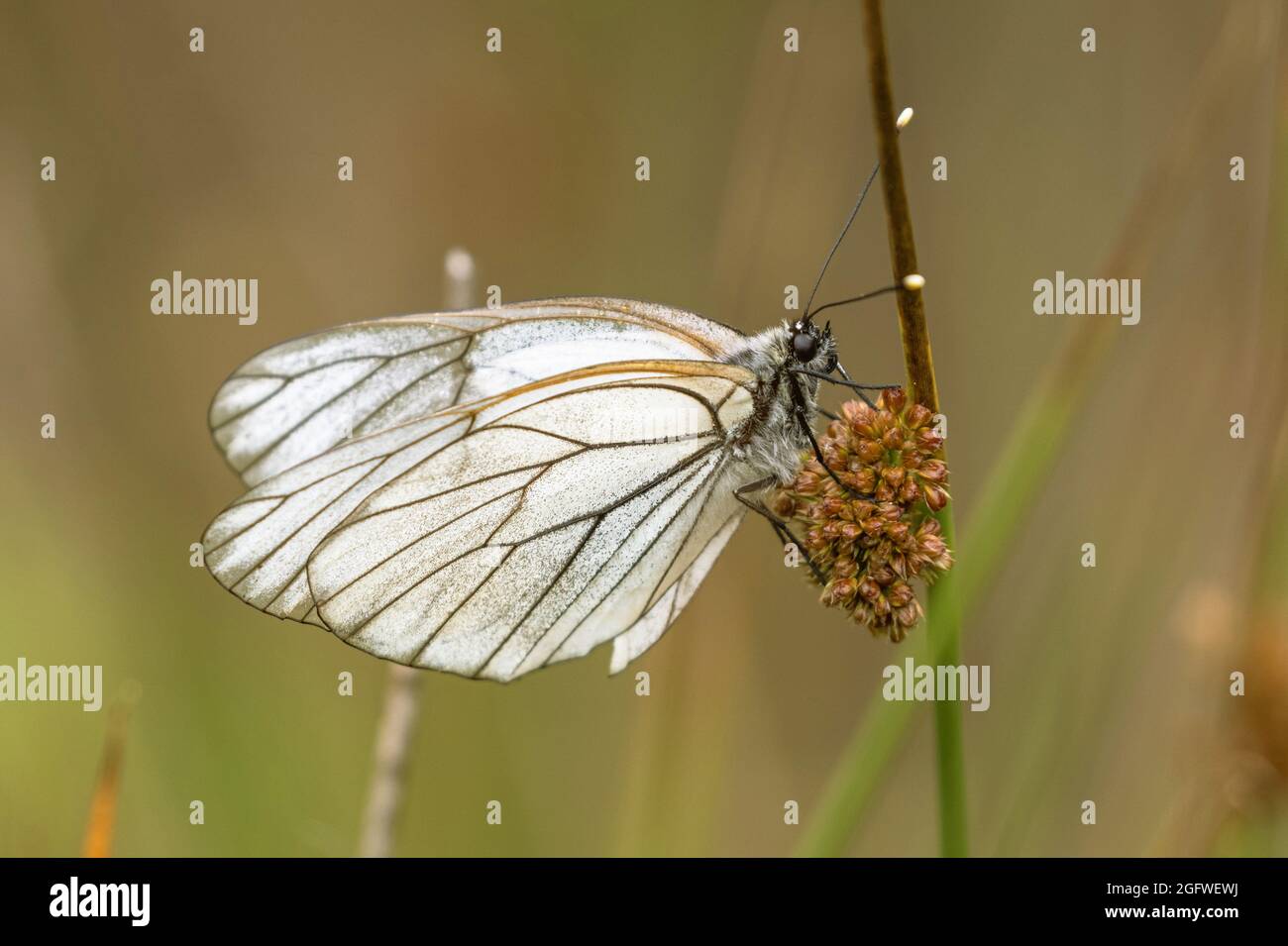 Schwarz-Aderweiß (Aporia crataegi), sitzt auf einem Ansturm, Deutschland, Bayern, Schönramer Filz Stockfoto