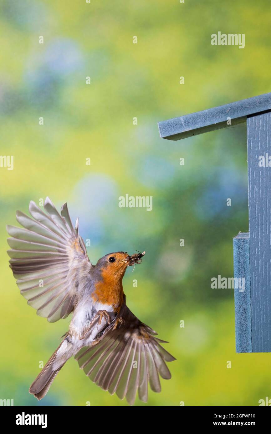 Europäischer Rotkehlchen (Erithacus rubecula), am Nistkasten mit Futter im Schnabel, Deutschland Stockfoto