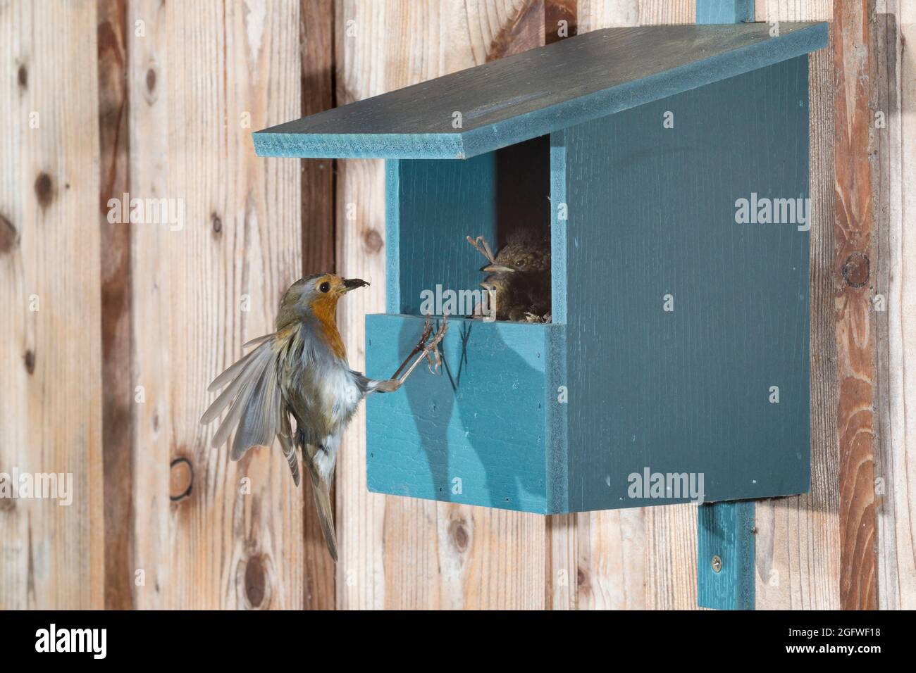 Europäischer Rotkehlchen (Erithacus rubecula), am Nistkasten mit Futter im Schnabel, Deutschland Stockfoto