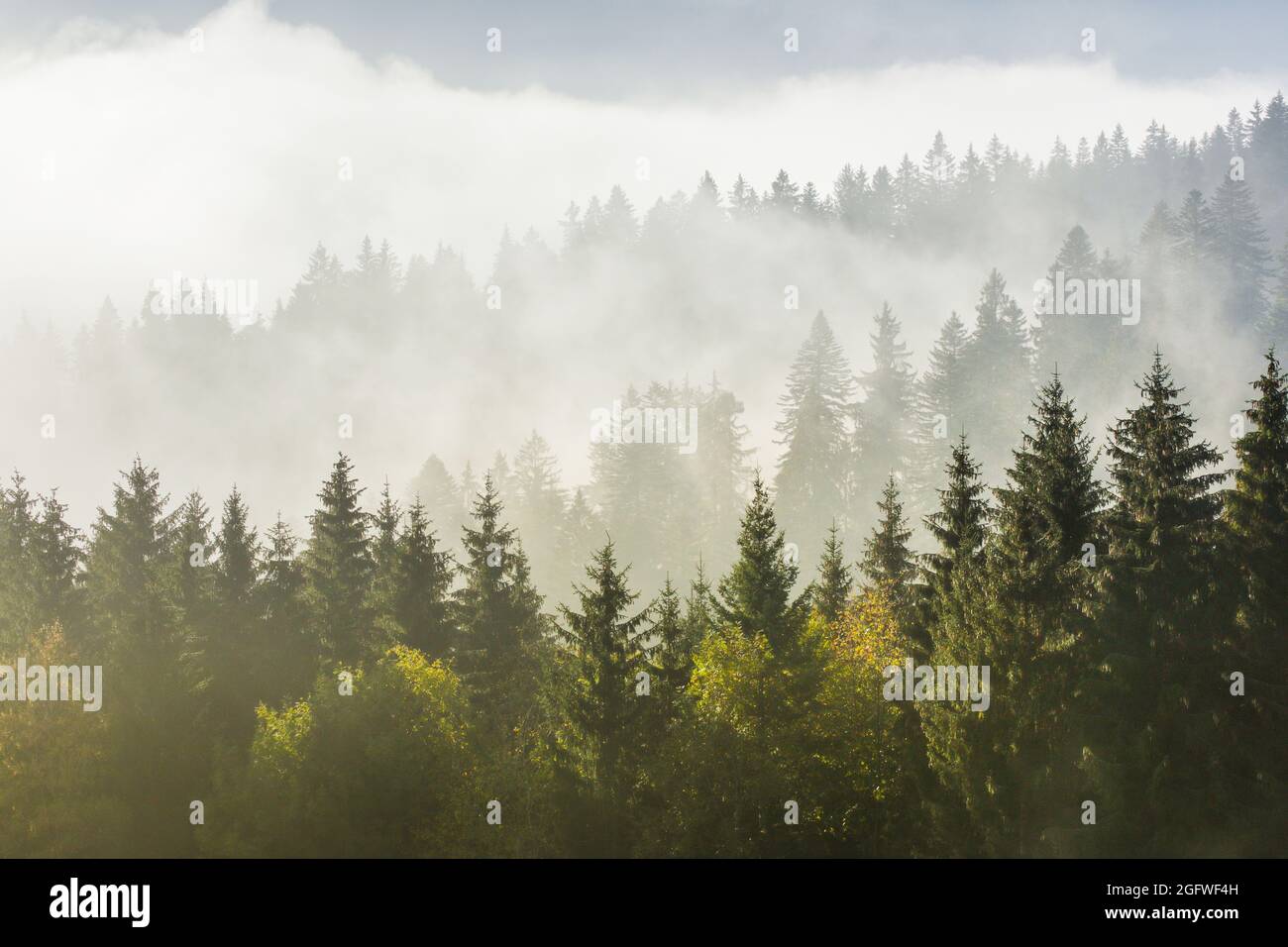 Wald im Nebel, Schweiz, Kanton Zug Stockfoto