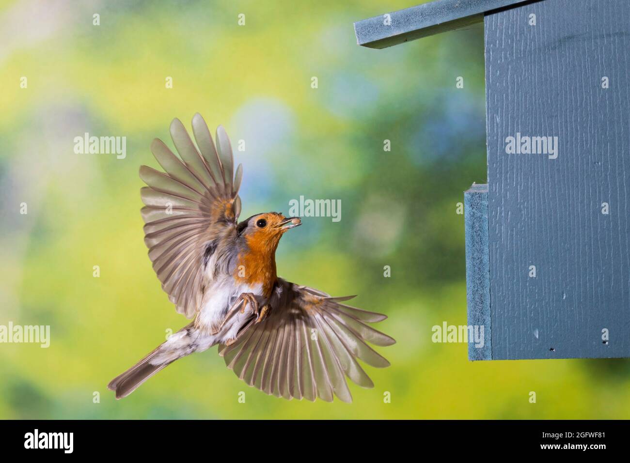Europäischer Rotkehlchen (Erithacus rubecula), am Nistkasten mit Futter im Schnabel, Deutschland Stockfoto