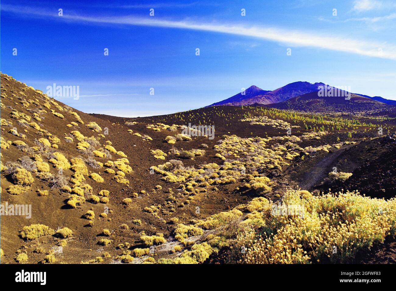 Wüstenausläufer mit gelbem Gestrüpp, unterhalb des Teide, Kanarische Inseln, Teneriffa, Teide-Nationalpark Stockfoto