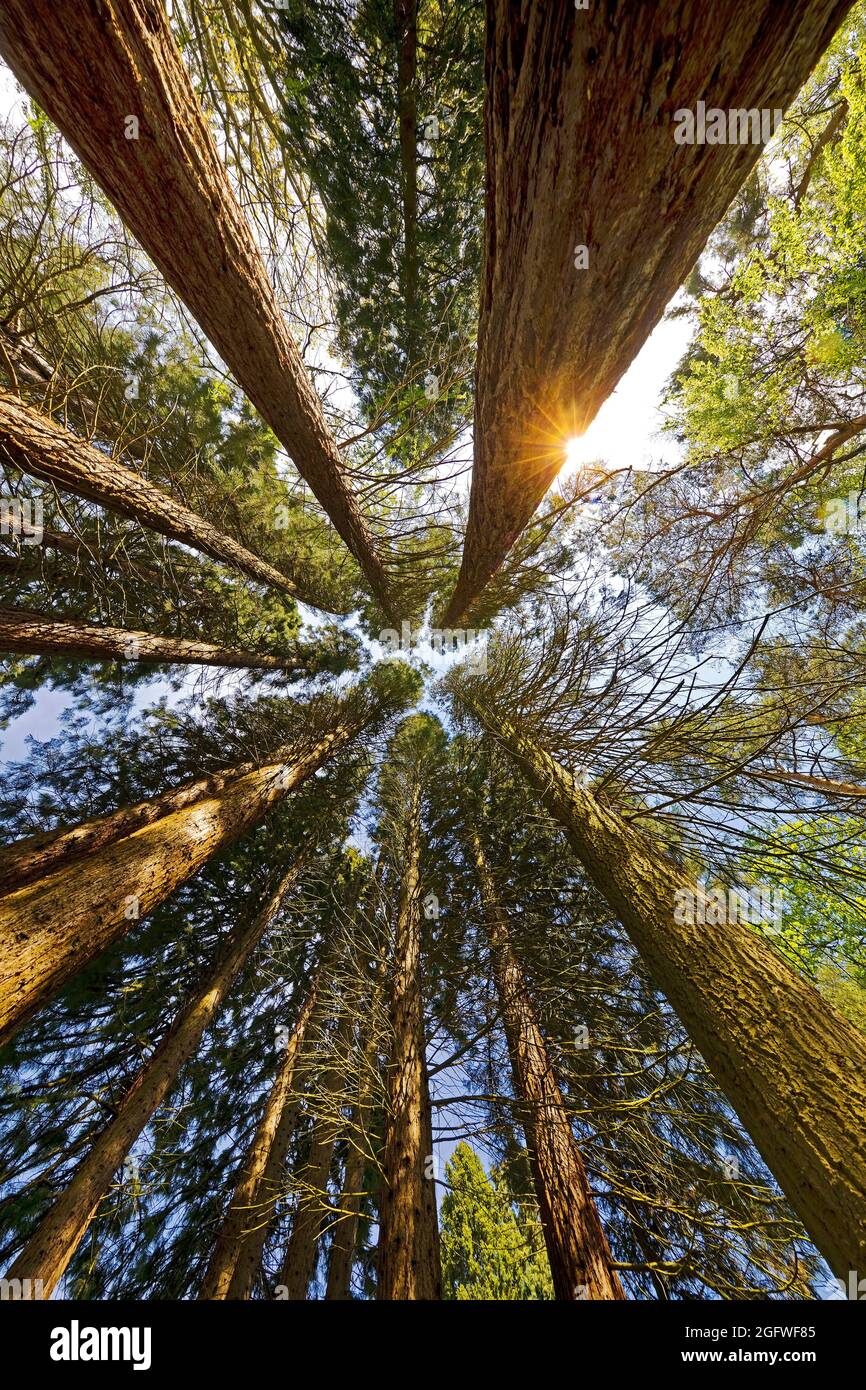 Riesenmammutbaum, Riesenmammutbaum (Sequoiadendron giganteum), einige Stämme von unten, Deutschland, Nordrhein-Westfalen, Nettetal, Sequoiafarm Kaldenkirchen Stockfoto