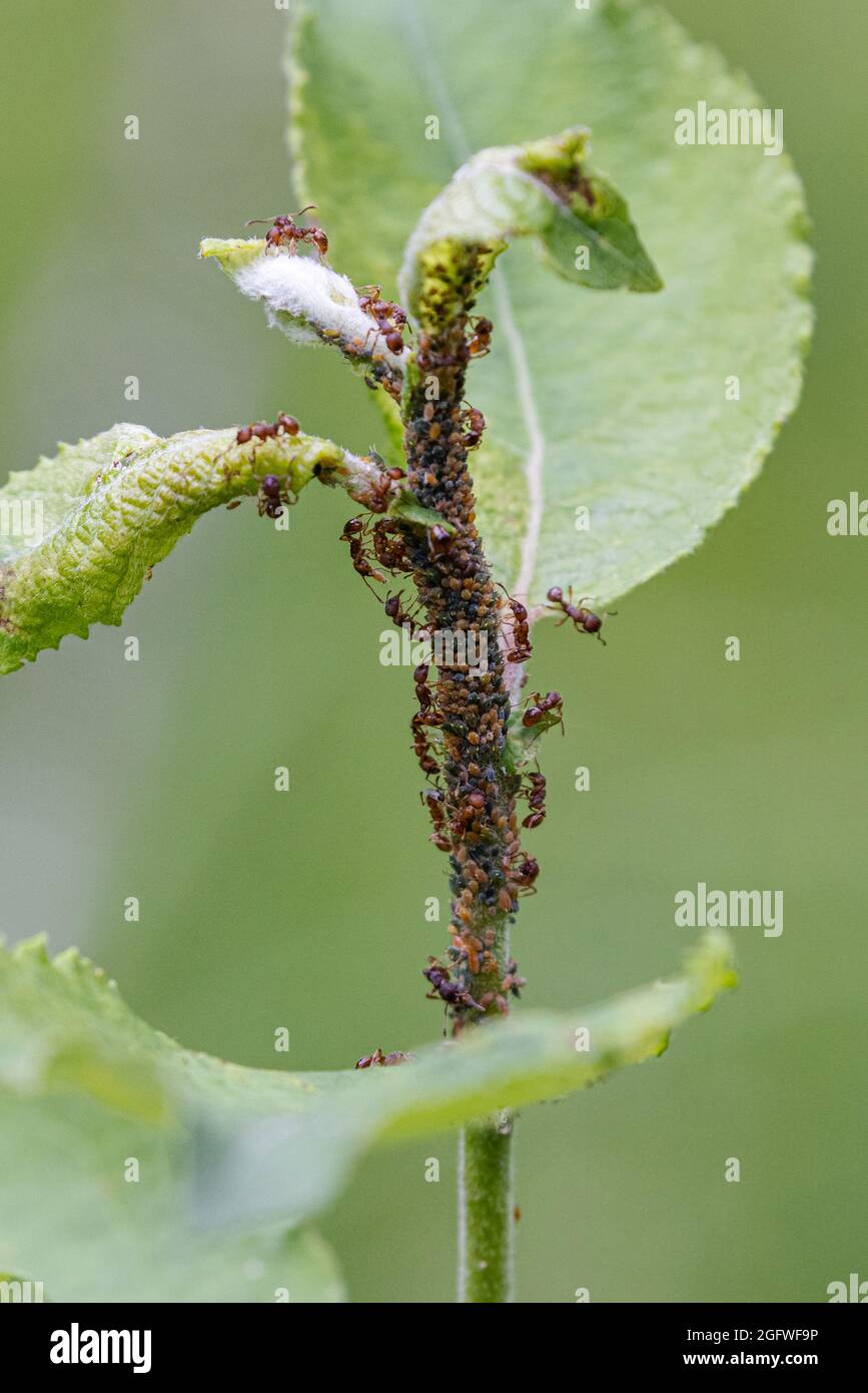 Harvesterameisen und andere (Myrmicidae), die eine Grünfliegenkolonie an einem Sanddornstamm fördern, Deutschland, Bayern Stockfoto
