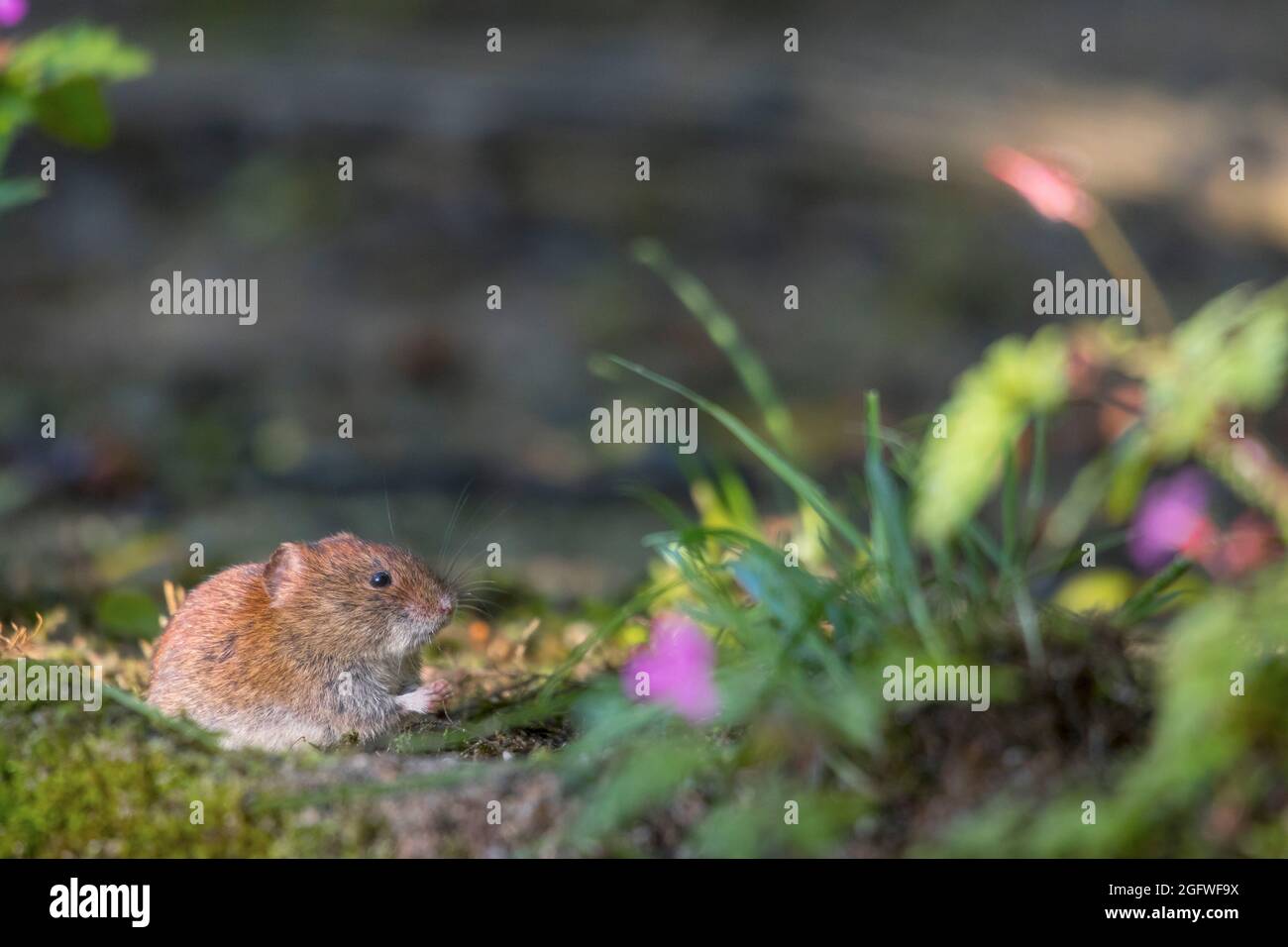 bankvole (Clethrionomys glareolus, Myodes glareolus), Bankvole am Futter im Wald, Schweiz, Sankt Gallen Stockfoto