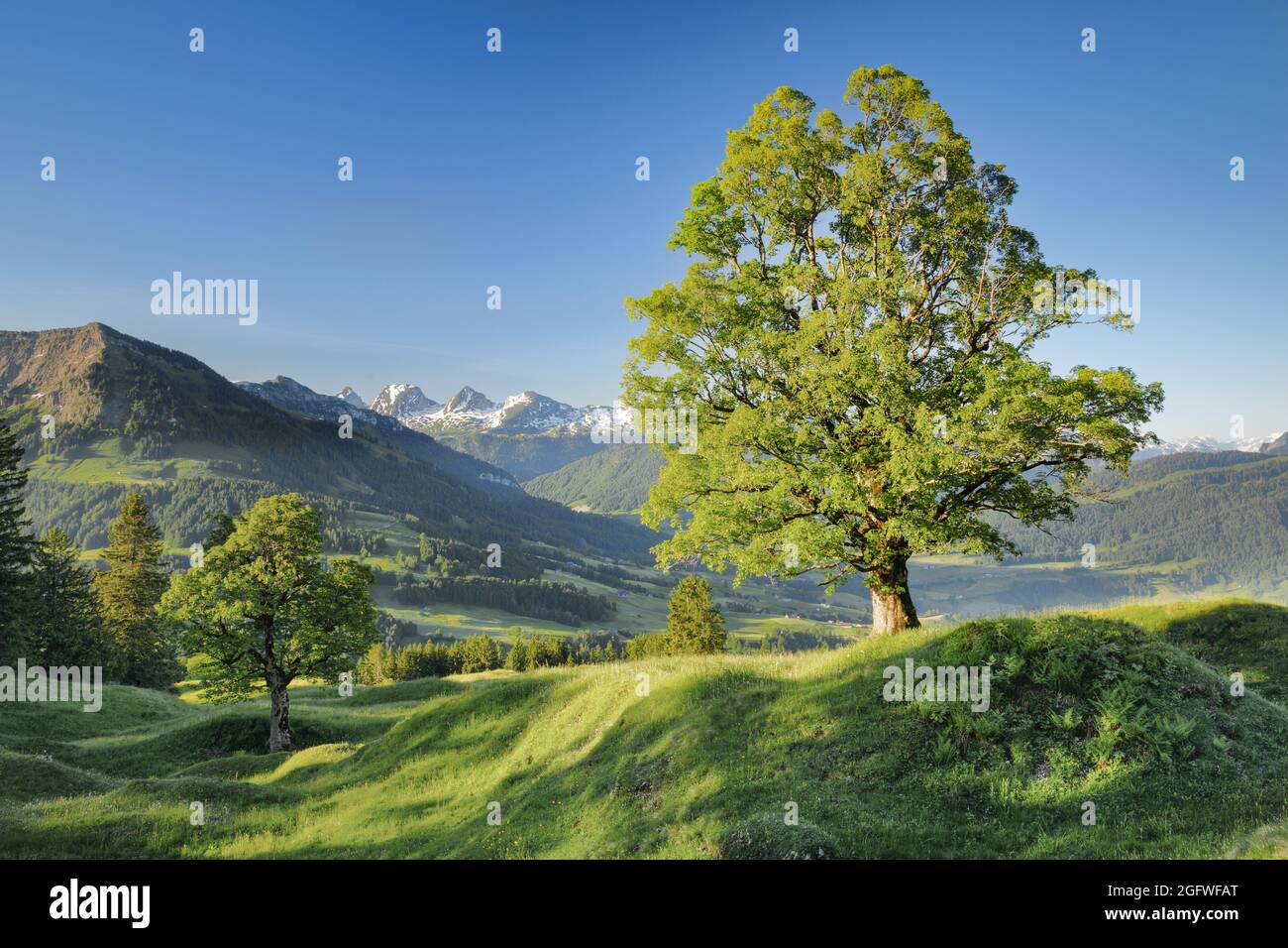 Bergahorn, großer Ahorn (Acer pseudoplatanus), vor der Churfirsten Bergkette am Morgen im Frühjahr, Schweiz, St. Gallen, Stockfoto