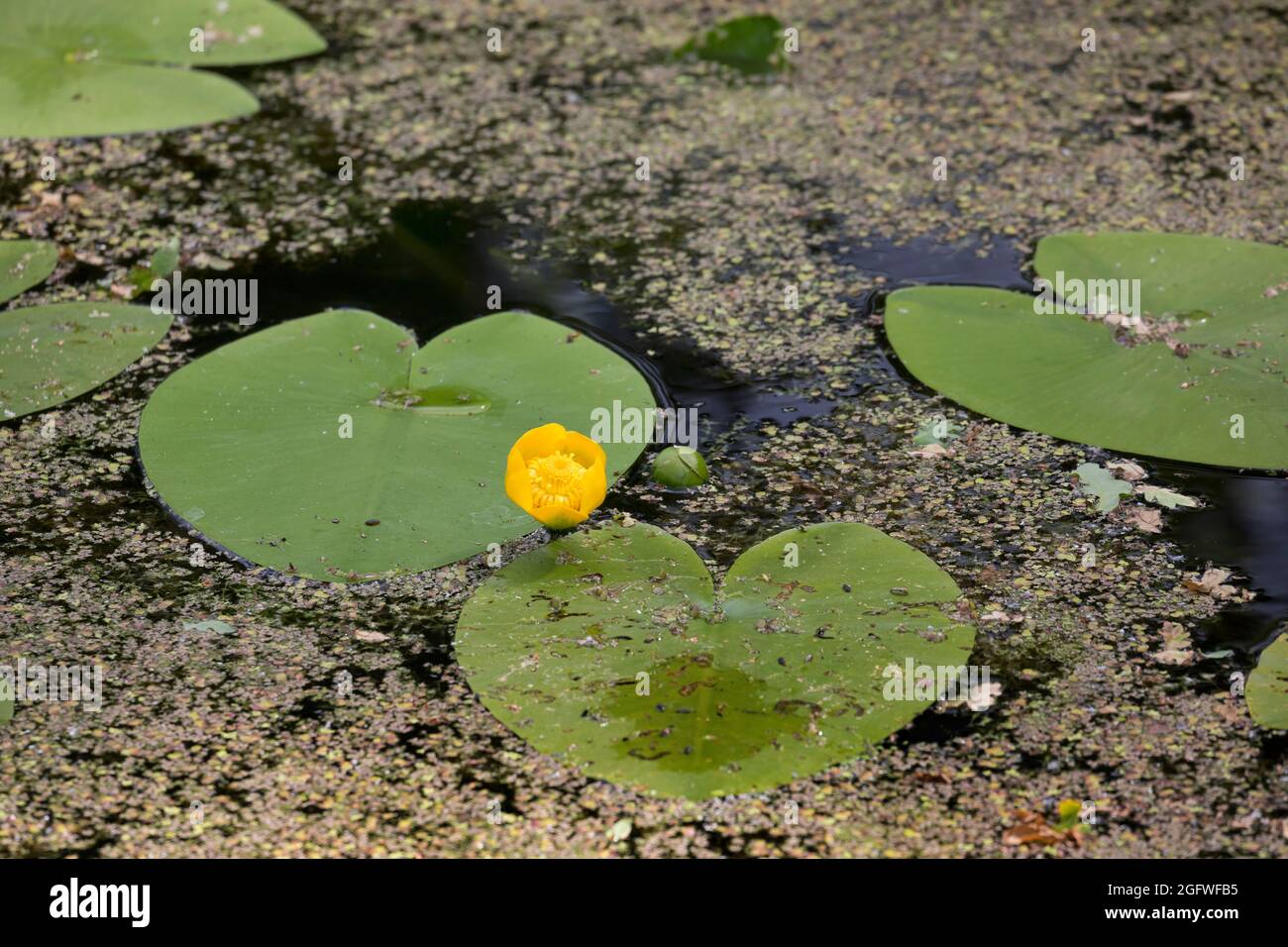 Europäische gelbe Teich - Lily, gelbe Wasserlilie (Nuphar lutea), blühende, Deutschland Stockfoto