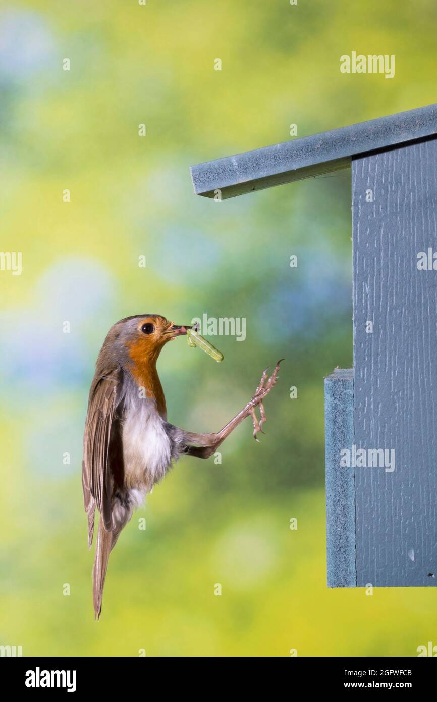 Europäischer Rotkehlchen (Erithacus rubecula), am Nistkasten mit Futter im Schnabel, Deutschland Stockfoto