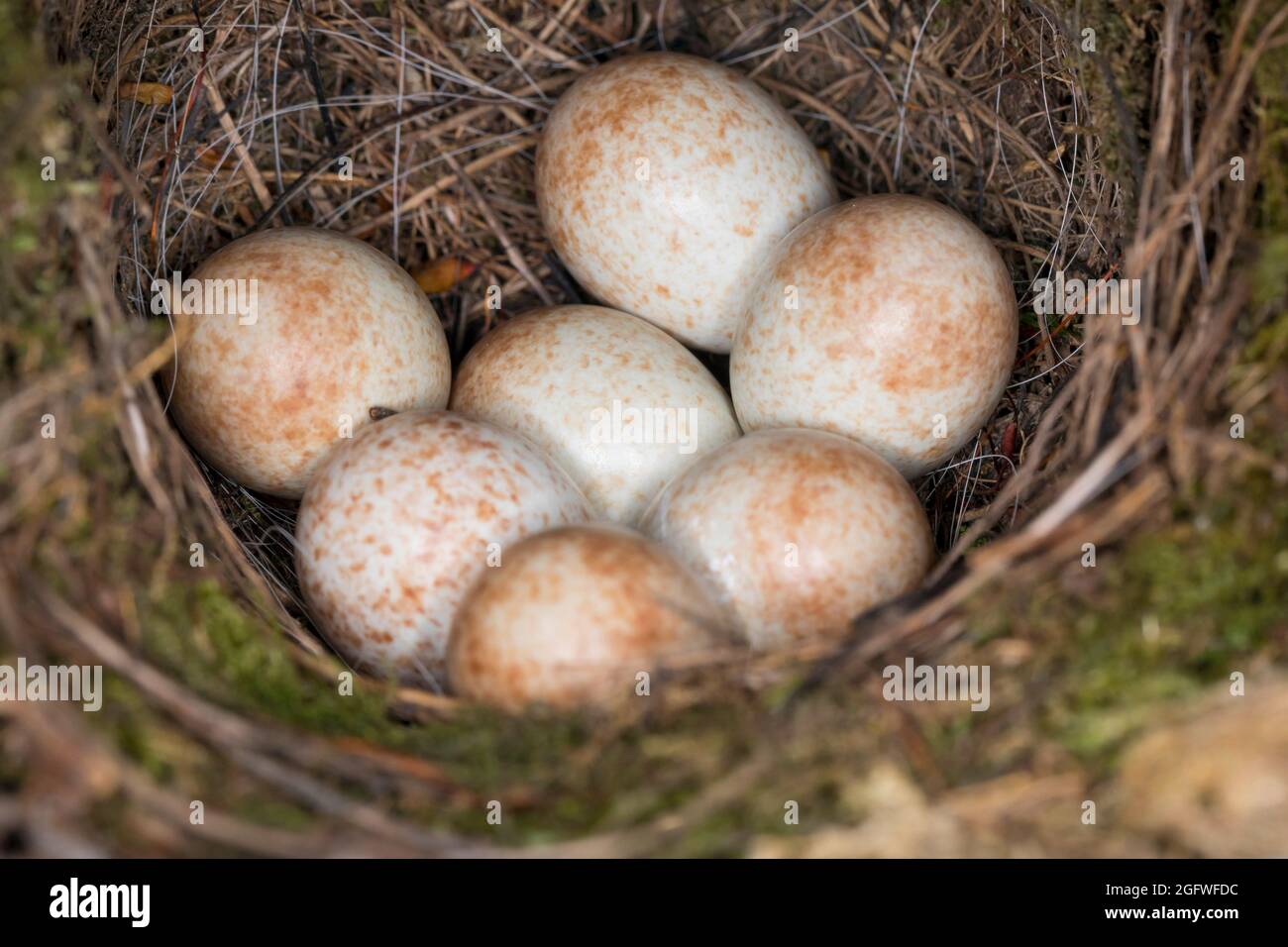 Rotkehlchen (Erithacus rubecula), Nest mit Kupplung, Deutschland Stockfoto