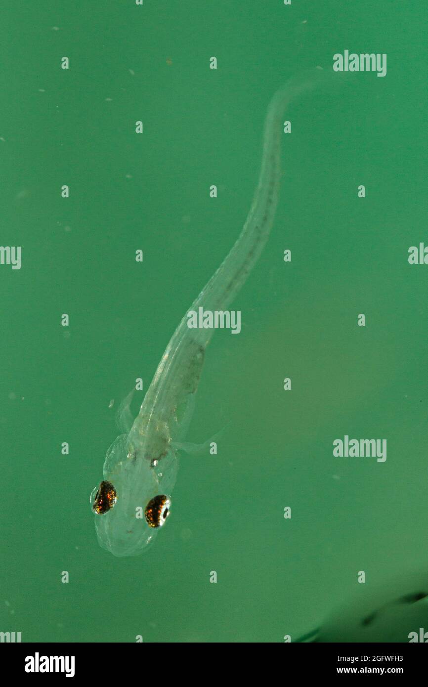 Gestreifte Rüffe, Schraetzer, Donaufuffe (Gymnocepalus schraetzer, Gymnocepalus schraetser), freischwimmende Larve, 6 mm Stockfoto
