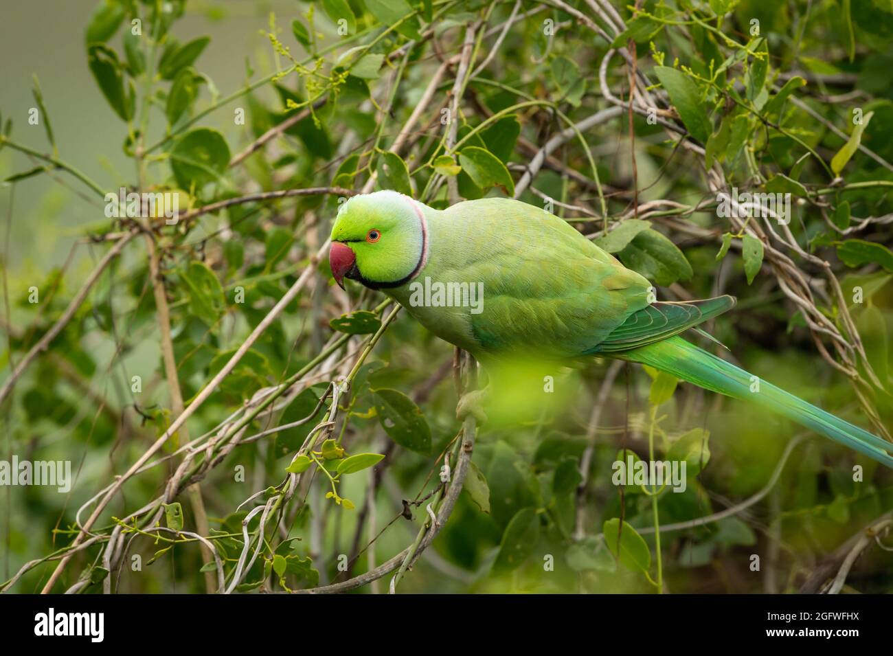 Rosenberingsittich oder Ringhalssittich ein Papageienporträt aus dem keoladeo Nationalpark oder bharatpur Vogelschutzgebiet rajasthan indien - Psittacula Stockfoto