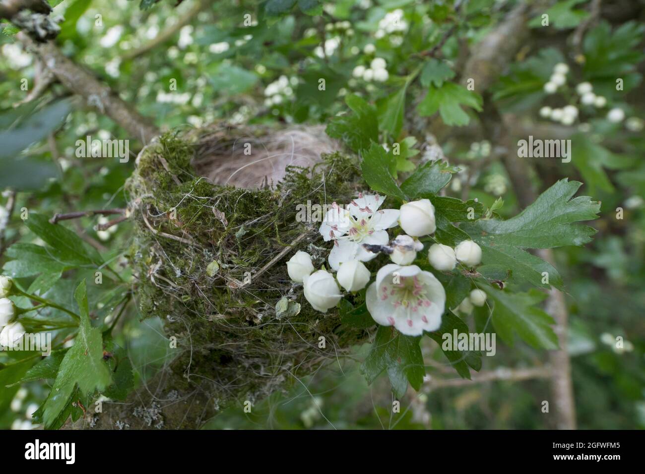 Schwarzmücke (Sylvia atricapilla), Nest auf Weißdorn, Deutschland Stockfoto