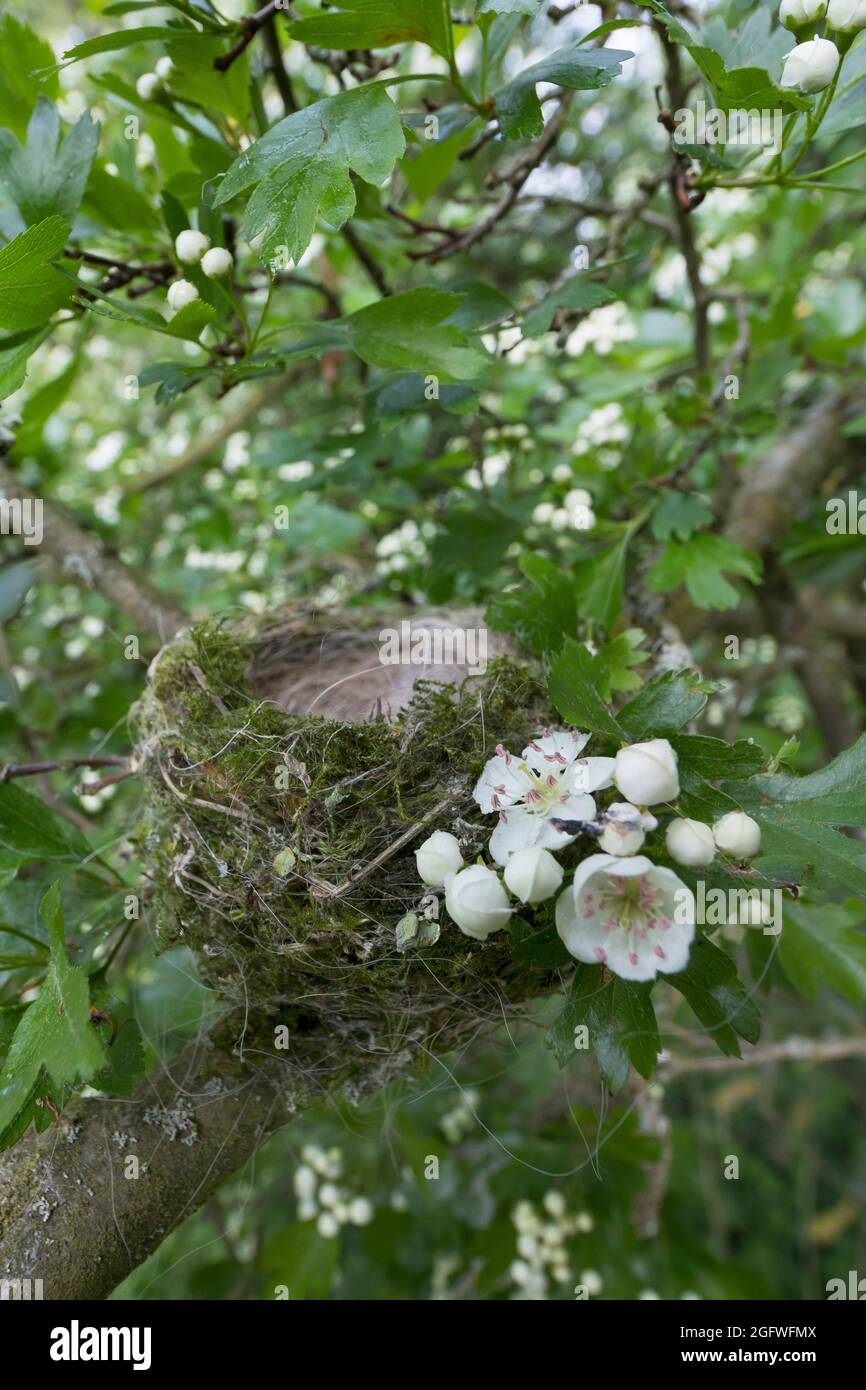Schwarzmücke (Sylvia atricapilla), Nest auf Weißdorn, Deutschland Stockfoto