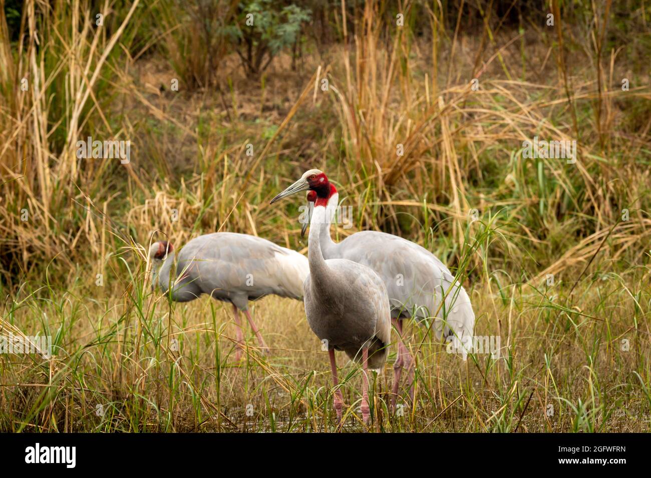 Sarus Kran oder Grus antigone im keoladeo Nationalpark oder bharatpur Vogelschutzgebiet rajasthan indien Stockfoto