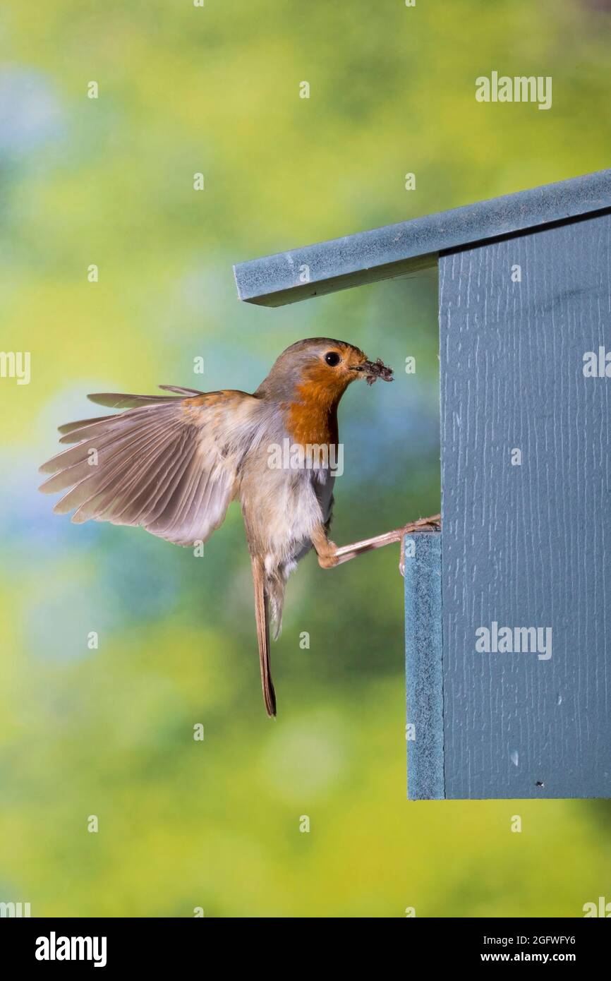 Europäischer Rotkehlchen (Erithacus rubecula), am Nistkasten mit Futter im Schnabel, Deutschland Stockfoto