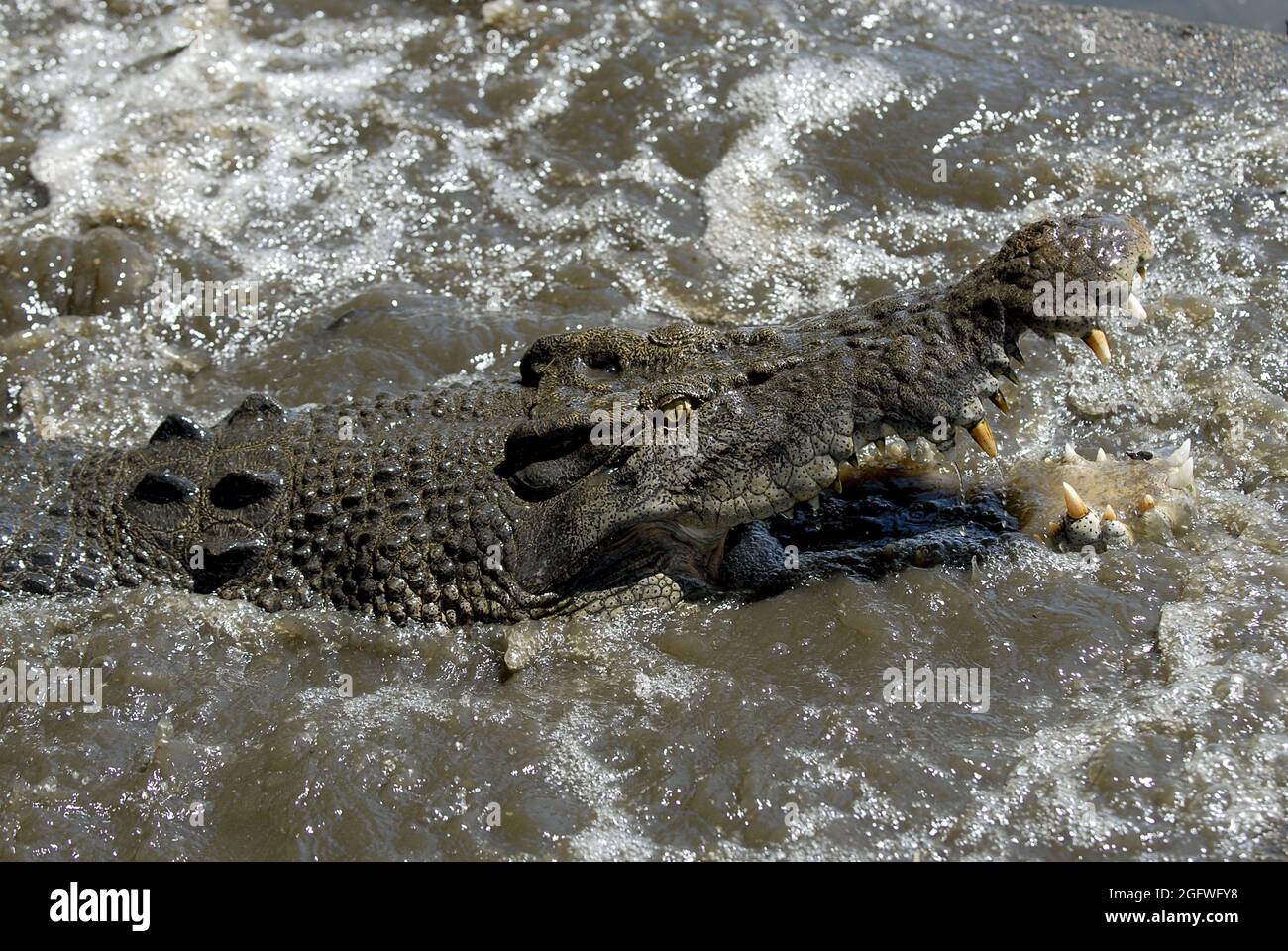 Salzwasserkrokodil, Mündungskrokodil (Crocodylus porosus), Porträt im Wasser mit offenem Mund, Australien Stockfoto